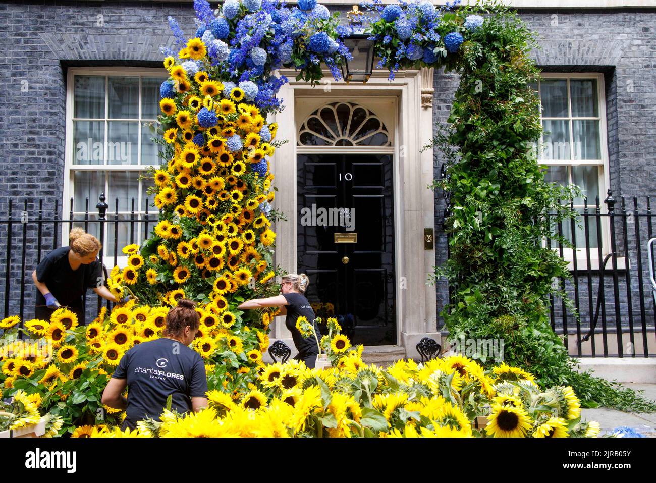 London, Großbritannien. 23. August 2022. Den letzten Schliff gibt es auf der Blumenvorzeige in der Downing Street Nr. 10 zum Unabhängigkeitstag der Ukraine, der morgen, dem 24.. August, stattfindet. Kredit: Mark Thomas/Alamy Live Nachrichten Stockfoto