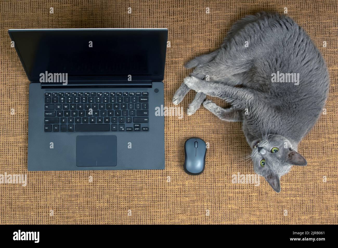 Graue Katze ruht auf einem Sofa in der Nähe eines Laptops und einer Computermaus Stockfoto