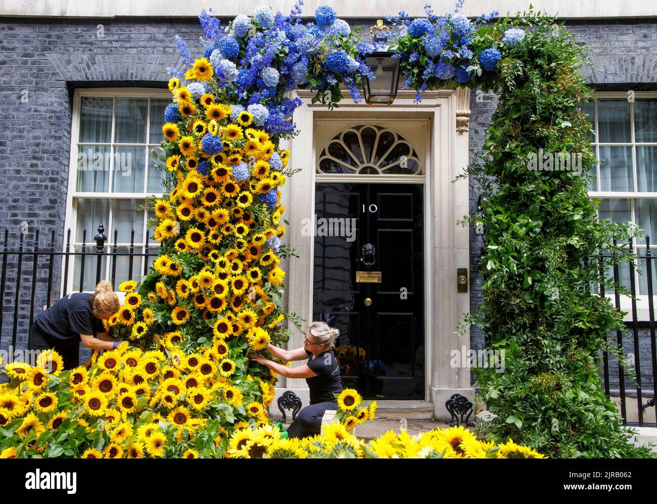 London, Großbritannien. 23. August 2022. Den letzten Schliff gibt es auf der Blumenvorzeige in der Downing Street Nr. 10 zum Unabhängigkeitstag der Ukraine, der morgen, dem 24.. August, stattfindet. Kredit: Mark Thomas/Alamy Live Nachrichten Stockfoto