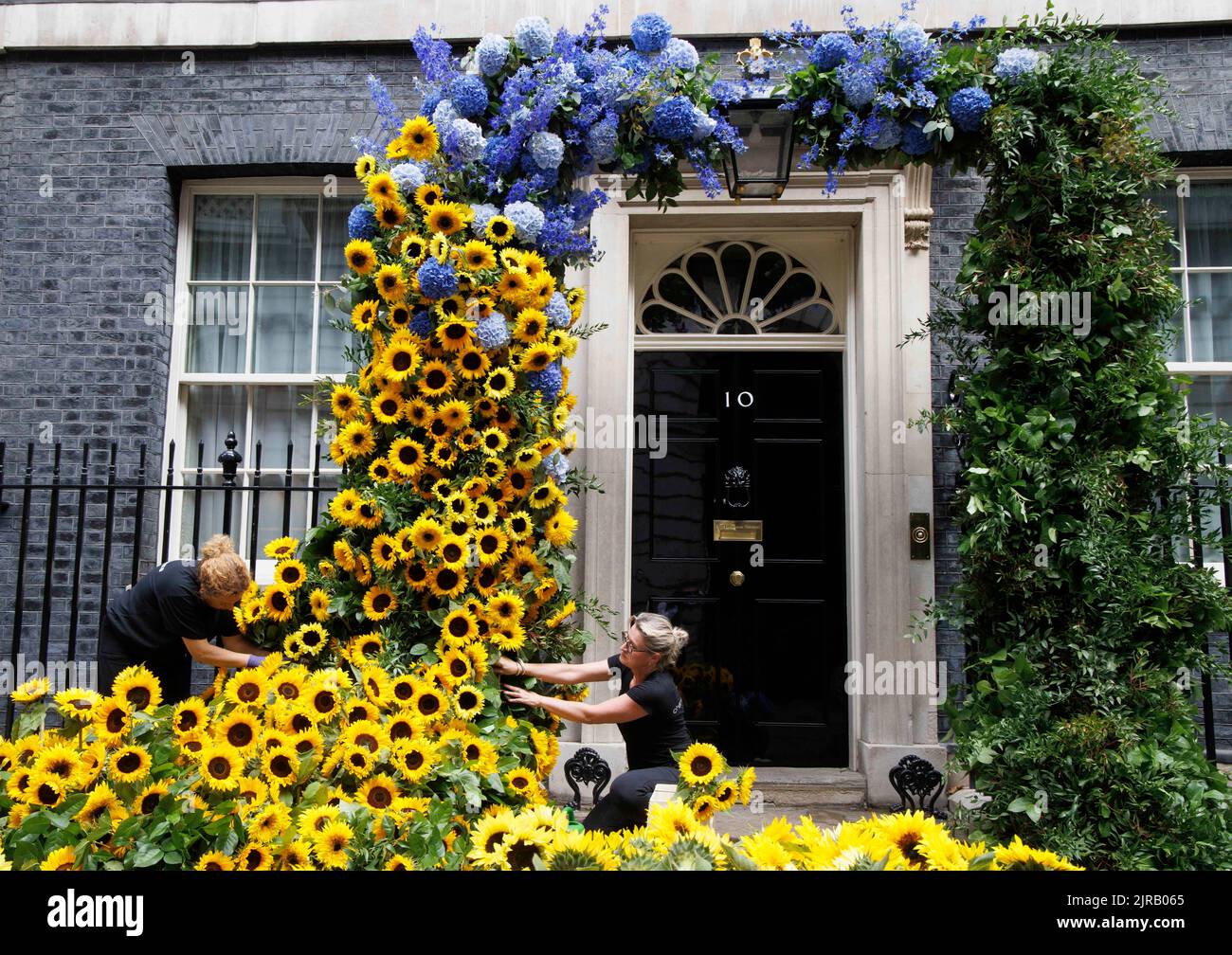 London, Großbritannien. 23. August 2022. Den letzten Schliff gibt es auf der Blumenvorzeige in der Downing Street Nr. 10 zum Unabhängigkeitstag der Ukraine, der morgen, dem 24.. August, stattfindet. Kredit: Mark Thomas/Alamy Live Nachrichten Stockfoto
