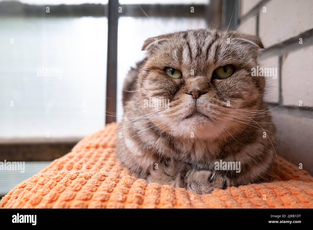 Aufgeregt Katze, Scottish Fold liegt auf einem Kissen und sieht mit traurigen Augen. Haustier bei Depressionen. Stockfoto