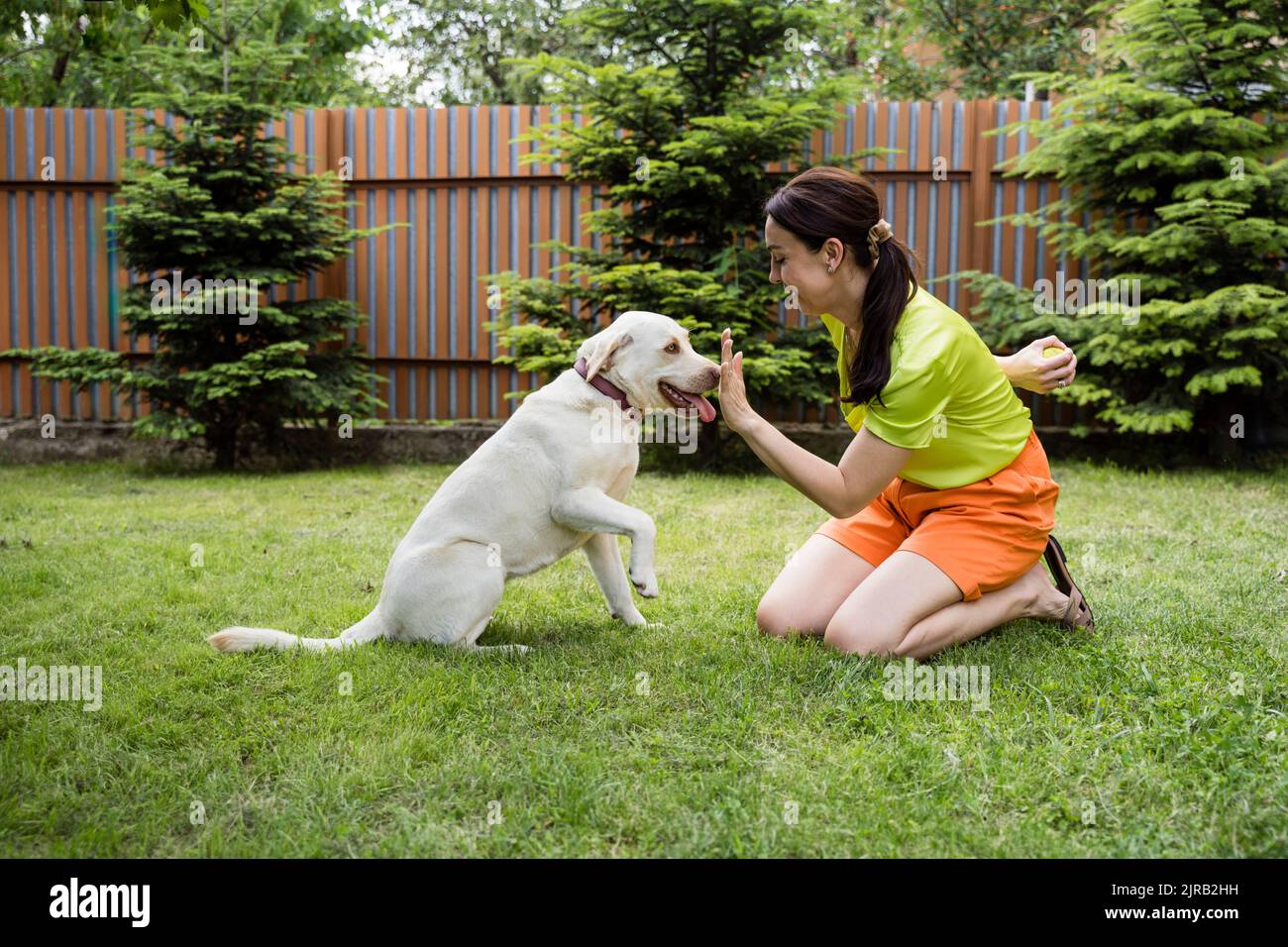 Verspielte Frau versteckt Ball und zeigt Stop-Geste Labrador im Hinterhof Stockfoto