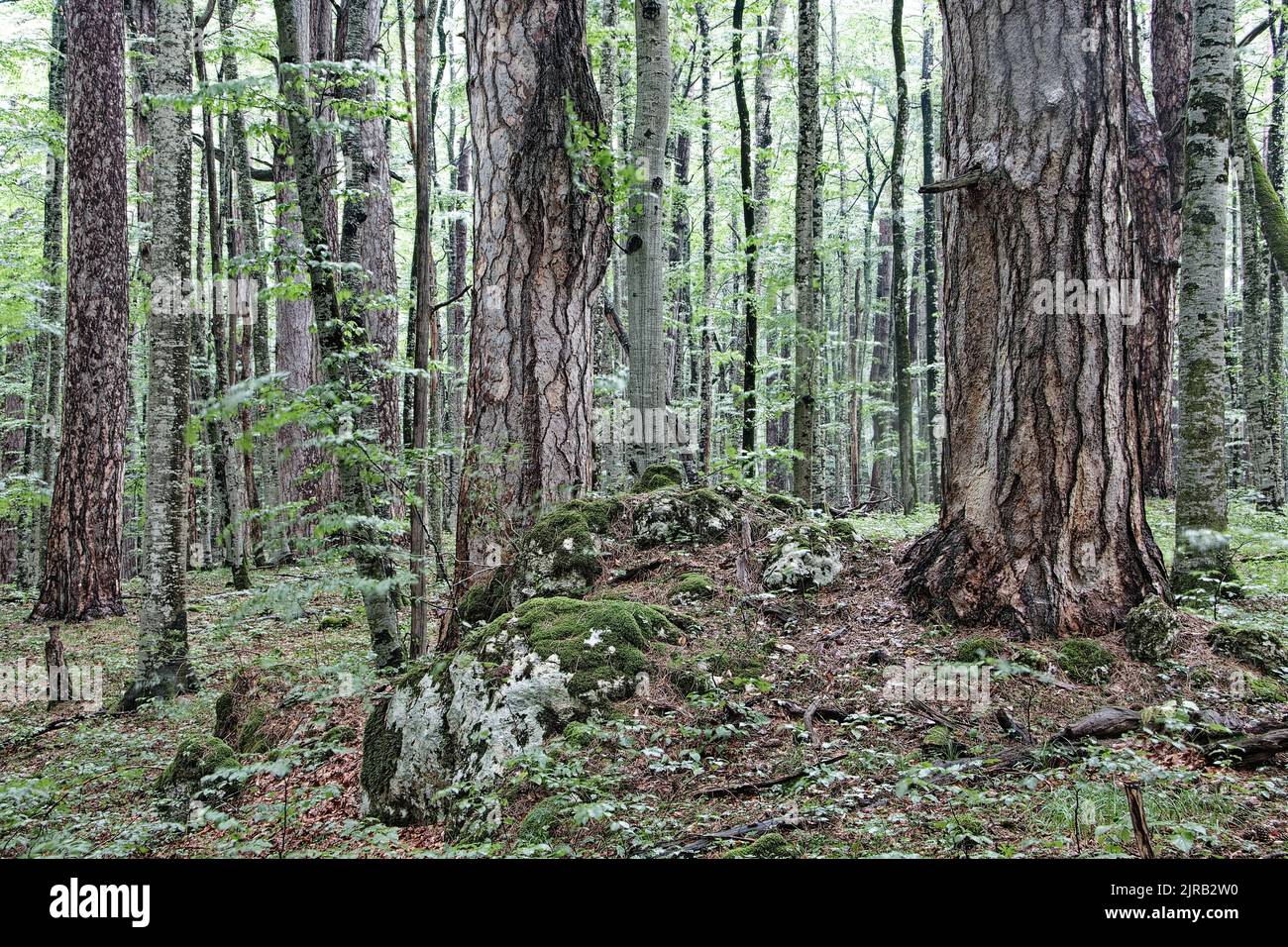 Pinus nigra, alte Bäume im Naturschutzgebiet Crna poda Stockfoto