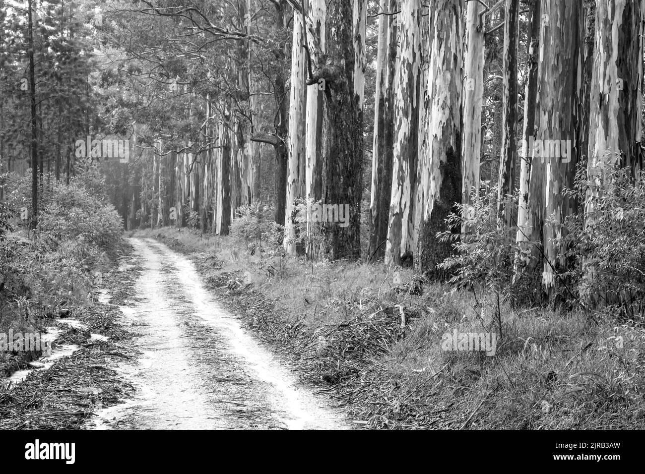 Ein Schotterweg neben einer Rille großer Eukalyptusbäume, Eucalyptus Saligna, in Magoebaskloof, Südafrika, in Schwarz-Weiß Stockfoto