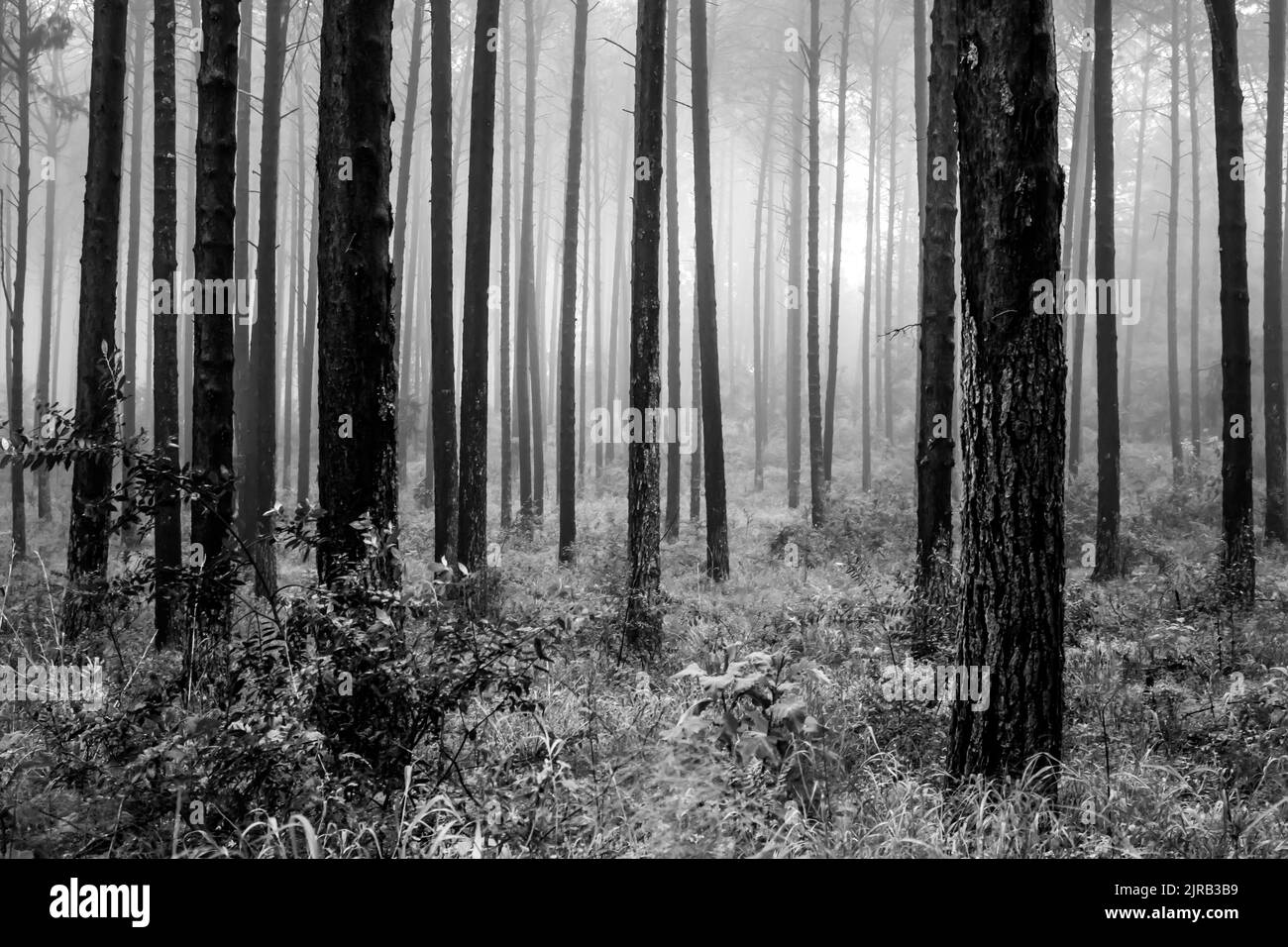 Unheimlicher Wald Stockfoto