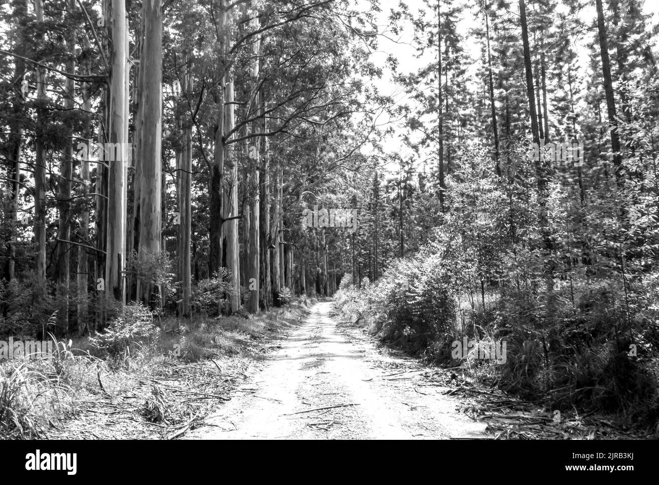 Straße durch die Plantagen von Magoebaskloof, Südafrika, in Schwarz und Weiß. Stockfoto
