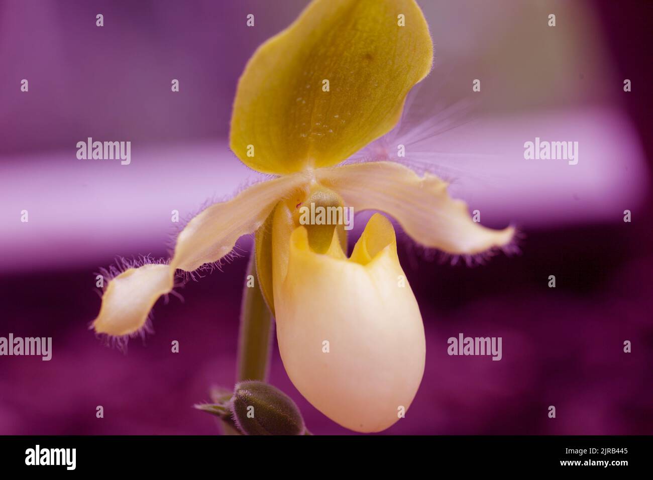 Orchideen – Nahaufnahme einer atemberaubenden Orchideenblume, Paphiopedilum primulinum Stockfoto