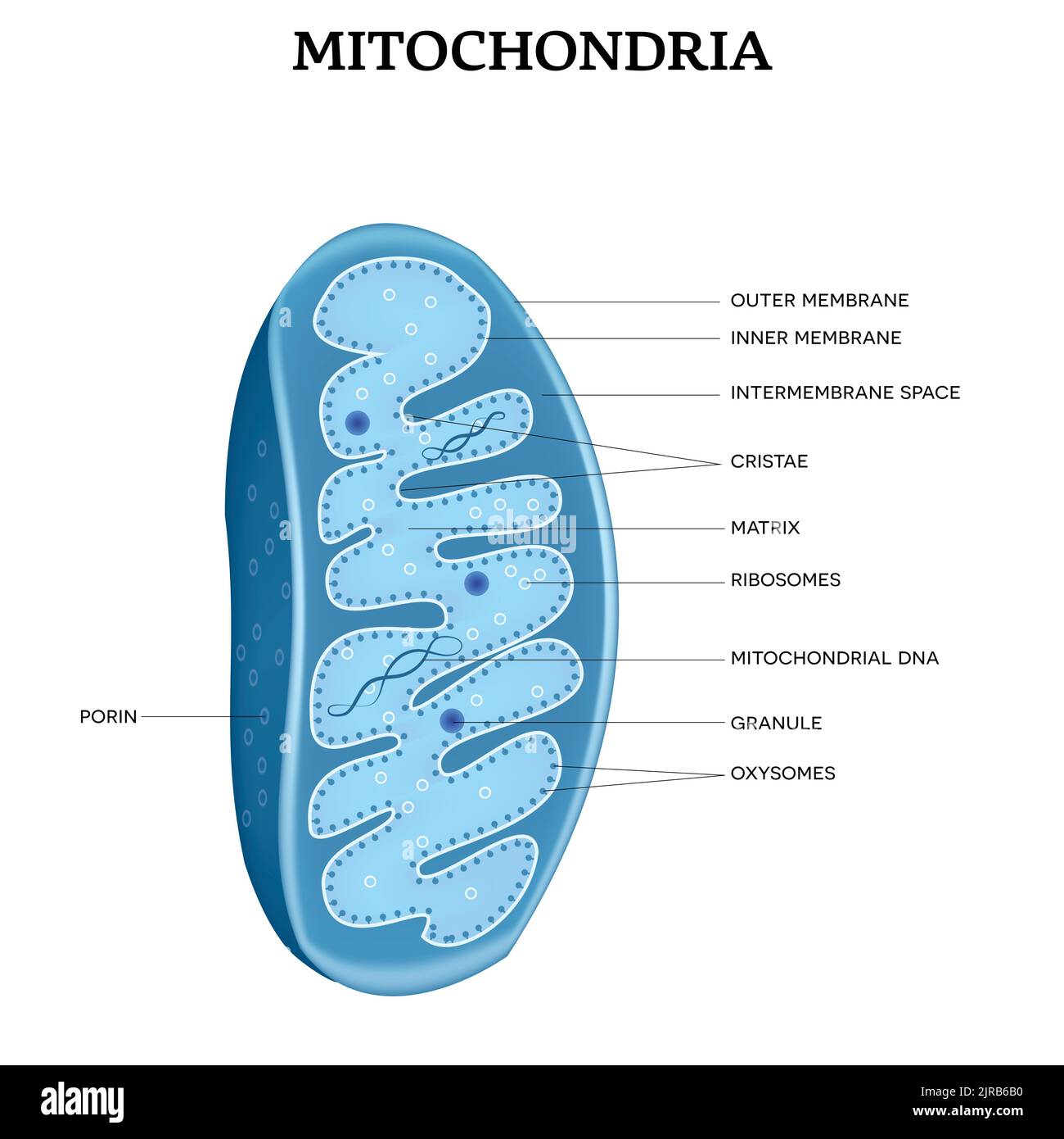 Mitochondrien Nahaufnahme Struktur detailliertes illustriertes Diagramm auf weißem Hintergrund. Stock Vektor