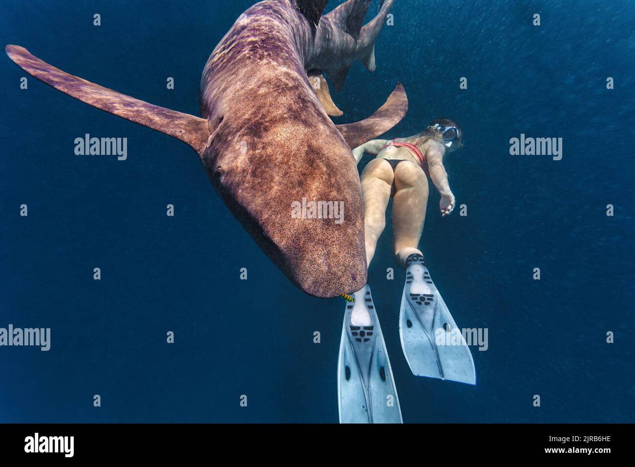 Frau, die in der Tiefsee mit einem Ammenhai schwimmt Stockfoto