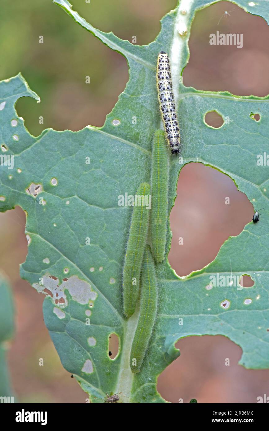 Kleine weiße oder kohlweiße Raupen (Pieris rapae) und große weiße oder kohlweiße Schmetterlinge (Pieris brassicae) auf sprießenden Brokkoli, Stockfoto