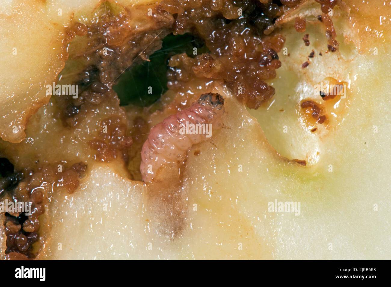 In einer Galerie in einem beschädigten Apfelobstabschnitt, im August, ist die Raupe unter den Kabeljaugen (Cydia pomonella) fraß Stockfoto