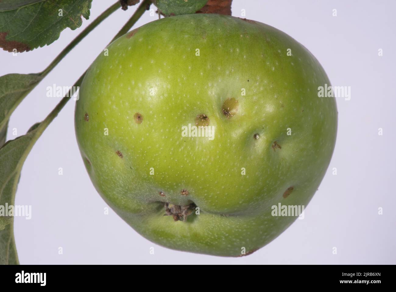 Hautdeformität an einer Apfelfrucht, bekannt als Bittergrube, die vermutlich eine Folge von Kalziummangel ist, im August, in der Grafschaft Bekshire Stockfoto