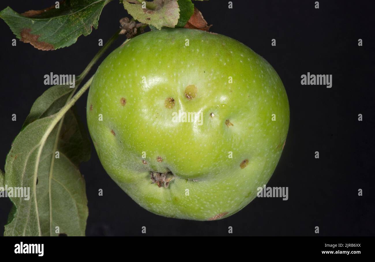 Hautdeformität an einer Apfelfrucht, bekannt als Bittergrube, die vermutlich eine Folge von Kalziummangel ist, im August, in der Grafschaft Bekshire Stockfoto