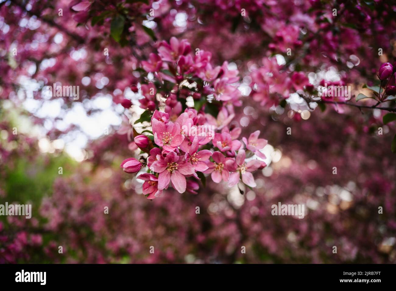 Rosa Apfelblüten blühen im Garten Stockfoto