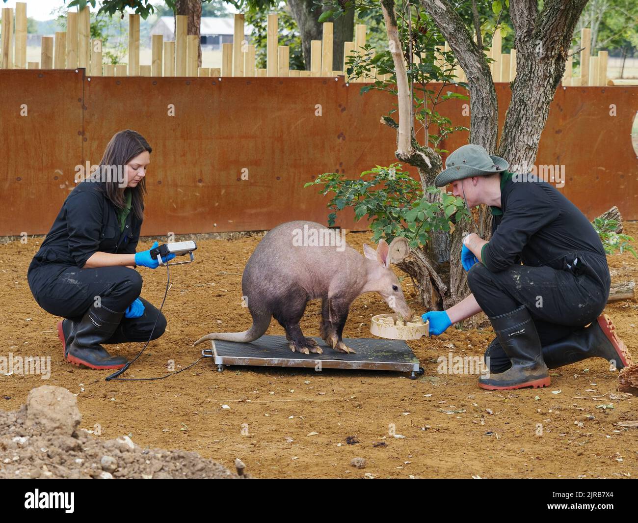 Bedfordshire, England, Großbritannien 23.. August 2022. Tausende von kleinen und großen Tieren werden im jährlichen Wiegen im ZSL Whipsnade Zoo gewogen. (Kredit P. Bhandol) Kredit: Parmorama/Alamy Live Nachrichten Stockfoto