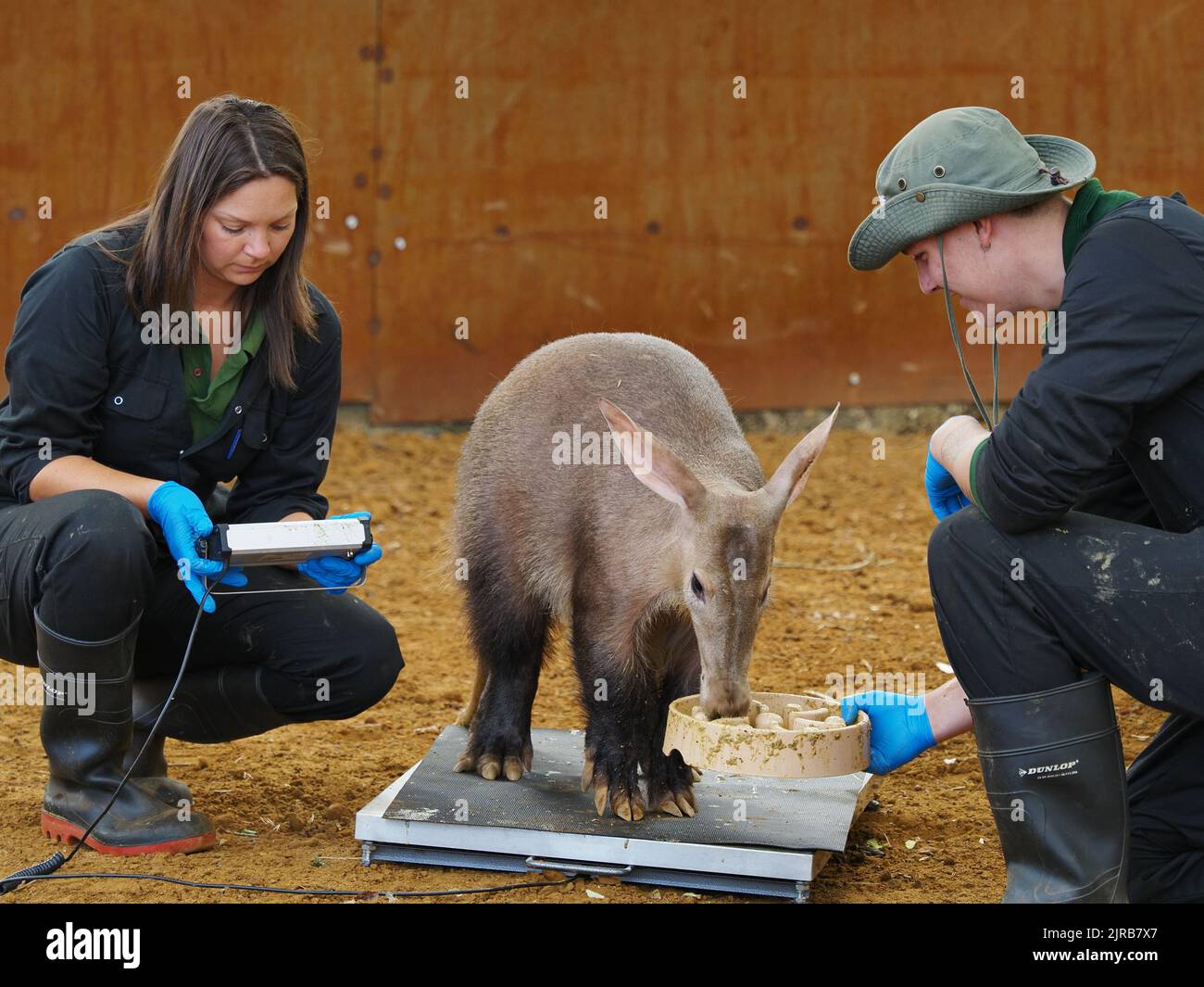 Bedfordshire, England, Großbritannien 23.. August 2022. Tausende von kleinen und großen Tieren werden im jährlichen Wiegen im ZSL Whipsnade Zoo gewogen. (Kredit P. Bhandol) Kredit: Parmorama/Alamy Live Nachrichten Stockfoto