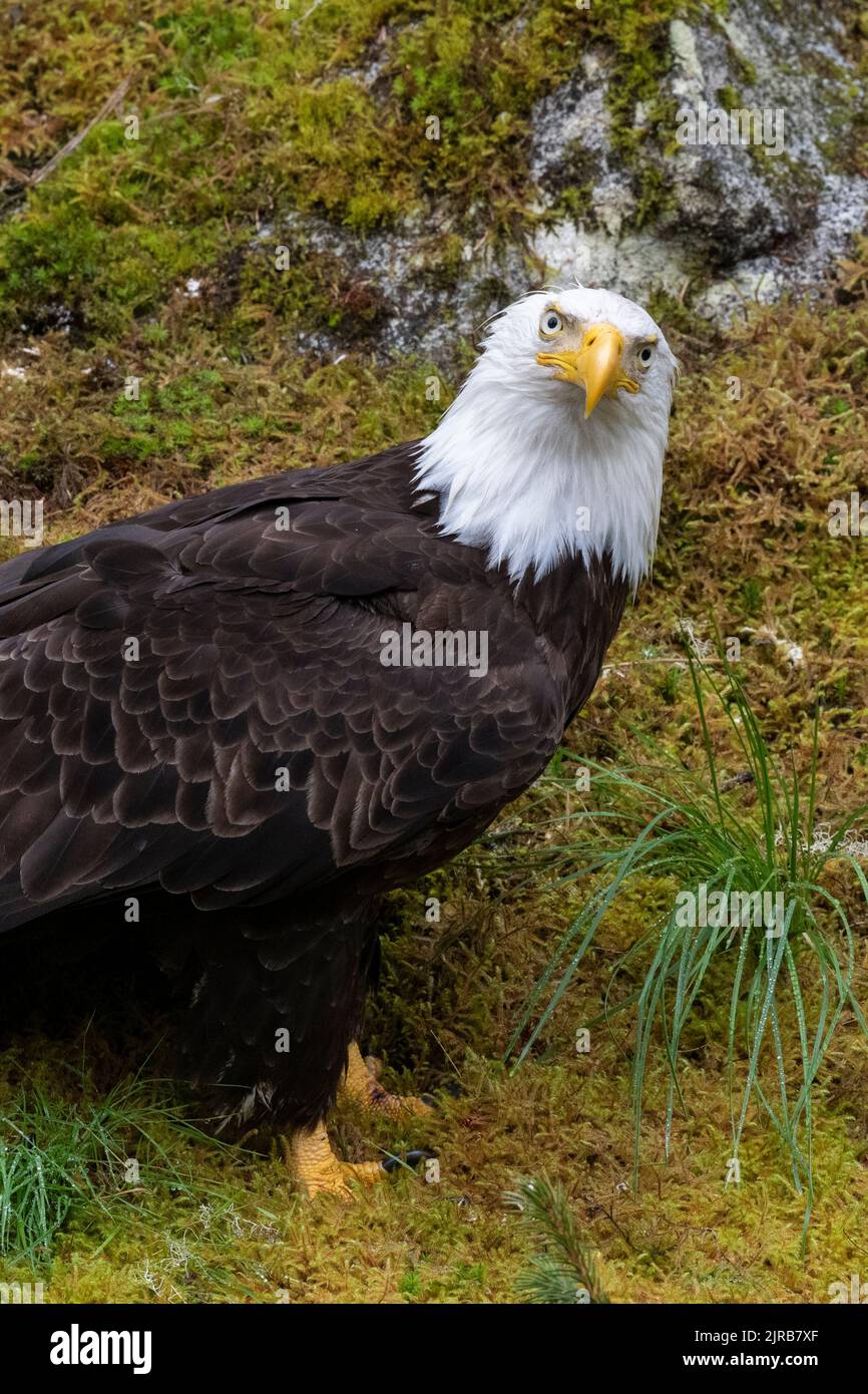 Alaska, Tongass National Forest, Anan Creek. Weißkopfseeadler (WILD: Haliaeetus leucocephalus) Stockfoto