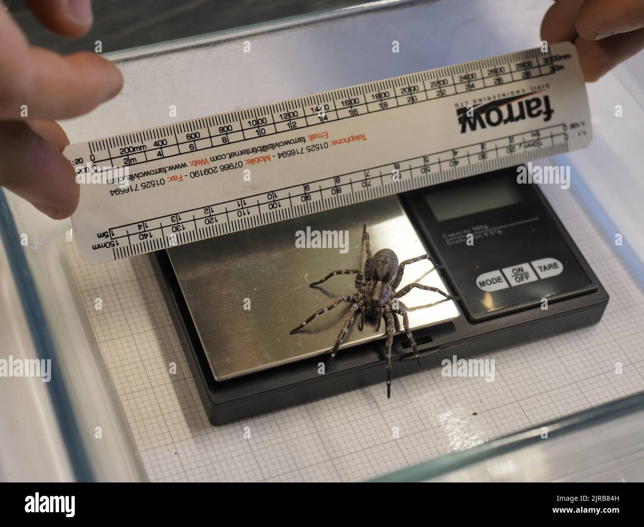 Bedfordshire, England, Großbritannien 23.. August 2022. Tausende von kleinen und großen Tieren werden im jährlichen Wiegen im ZSL Whipsnade Zoo gewogen. (Kredit P. Bhandol) Kredit: Parmorama/Alamy Live Nachrichten Stockfoto