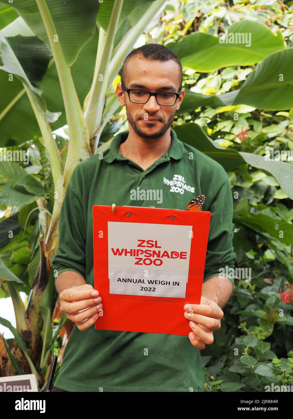 Bedfordshire, England, Großbritannien 23.. August 2022. Tausende von kleinen und großen Tieren werden im jährlichen Wiegen im ZSL Whipsnade Zoo gewogen. (Kredit P. Bhandol) Kredit: Parmorama/Alamy Live Nachrichten Stockfoto