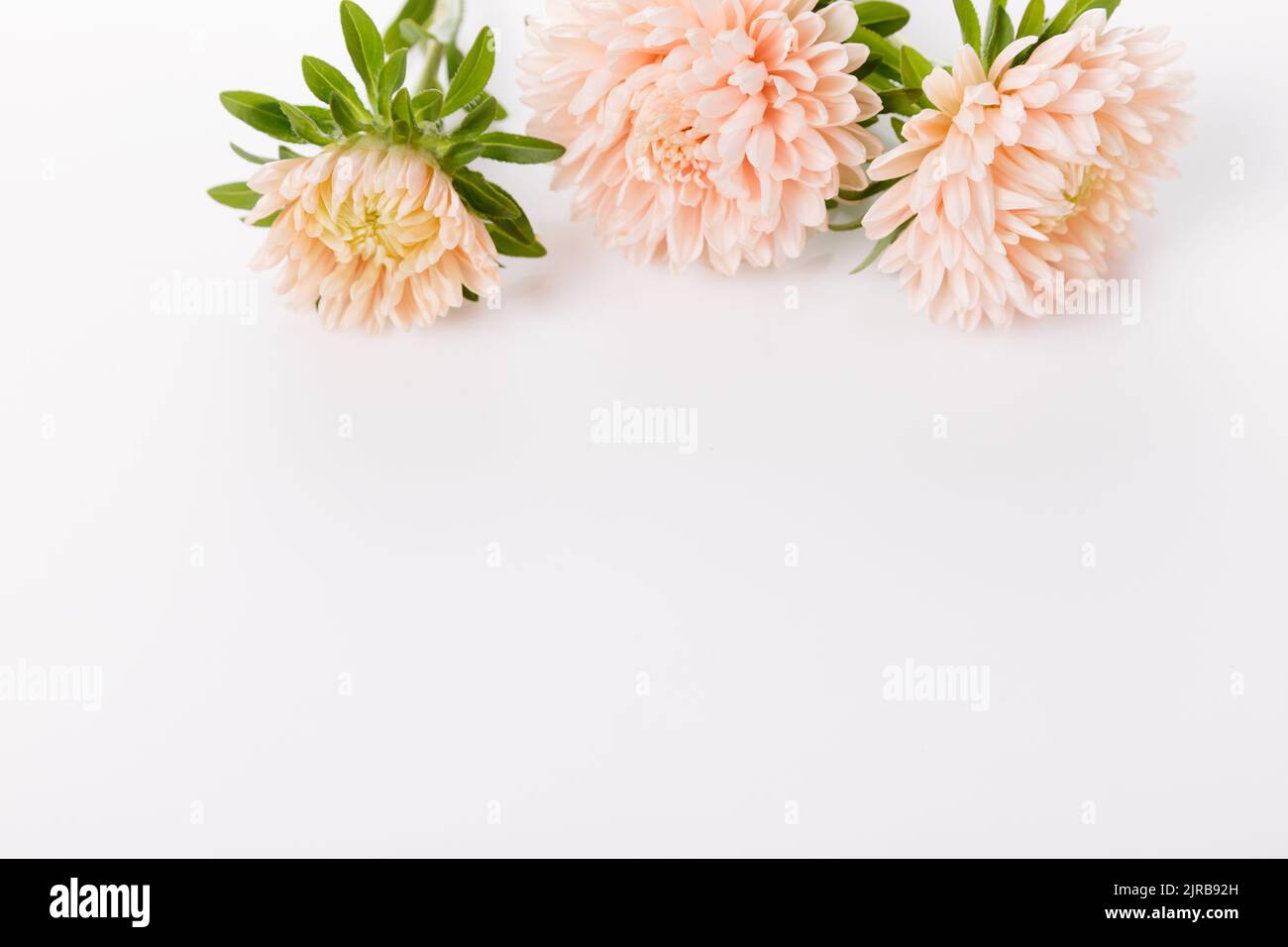 Herbstlicher Rahmen aus staubigen Korallen-Astern-Blüten, florale Komposition isoliert auf weißem Hintergrund. Draufsicht mit Kopierbereich Stockfoto