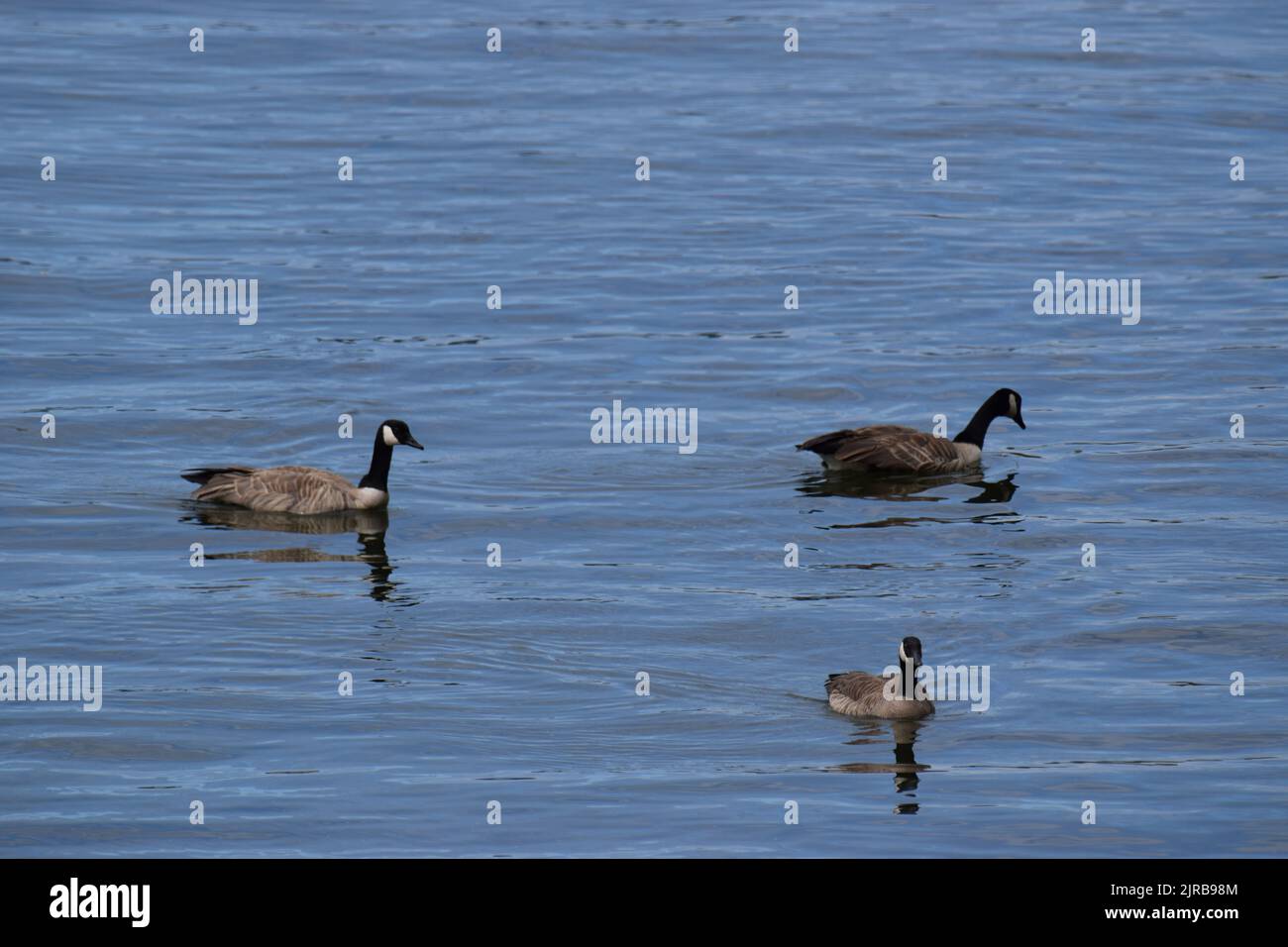 Reife und junge Kanadagänse schwimmen in der Nähe der Fähre Stockfoto