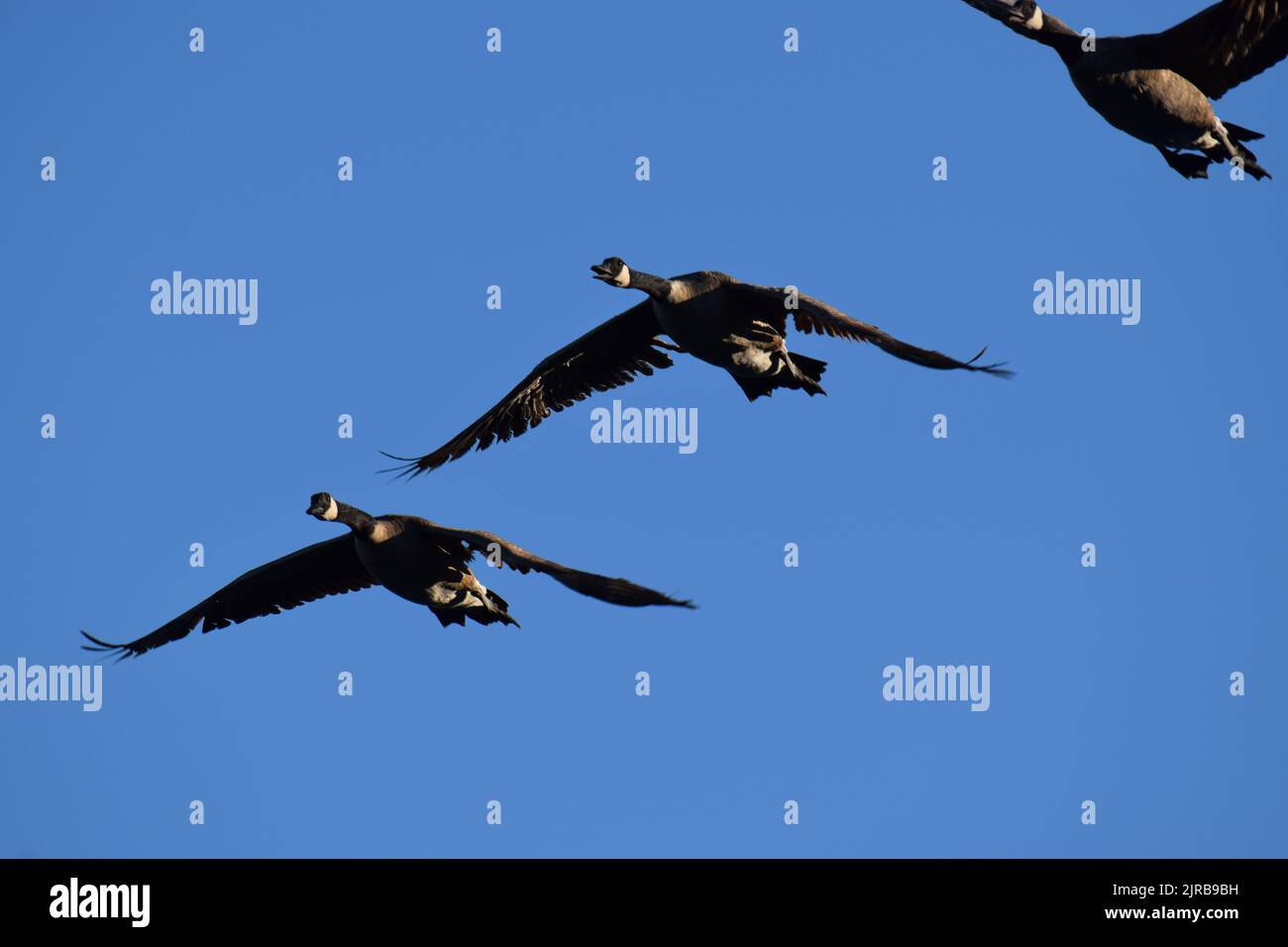 Kanadagänse fliegen tief über den Puget Sound im Lincoln Park, West Seattle Stockfoto