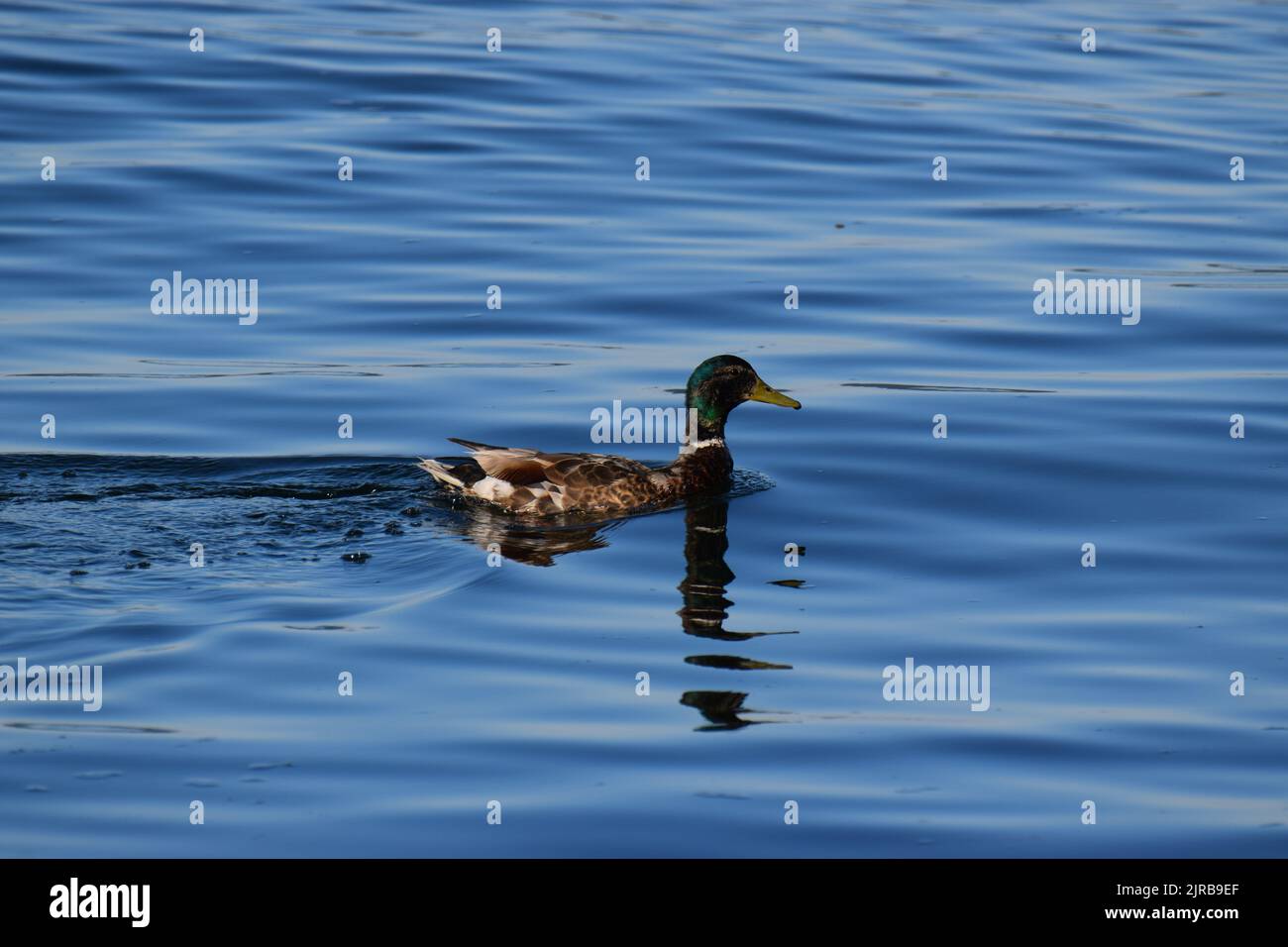 Mallard drake schwimmt in der Nähe der Küste im Lincoln Park, West Seattle Stockfoto