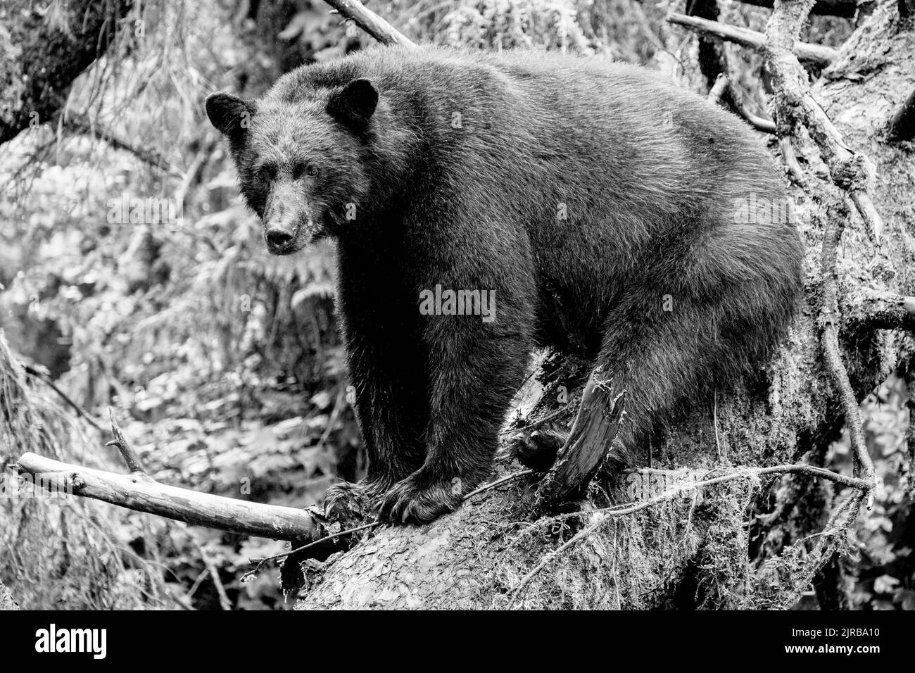 Alaska, Tongass National Forest, Anan Creek. Amerikanischer Schwarzbär (WILD: Ursus americanus) im Wildniswald. Stockfoto