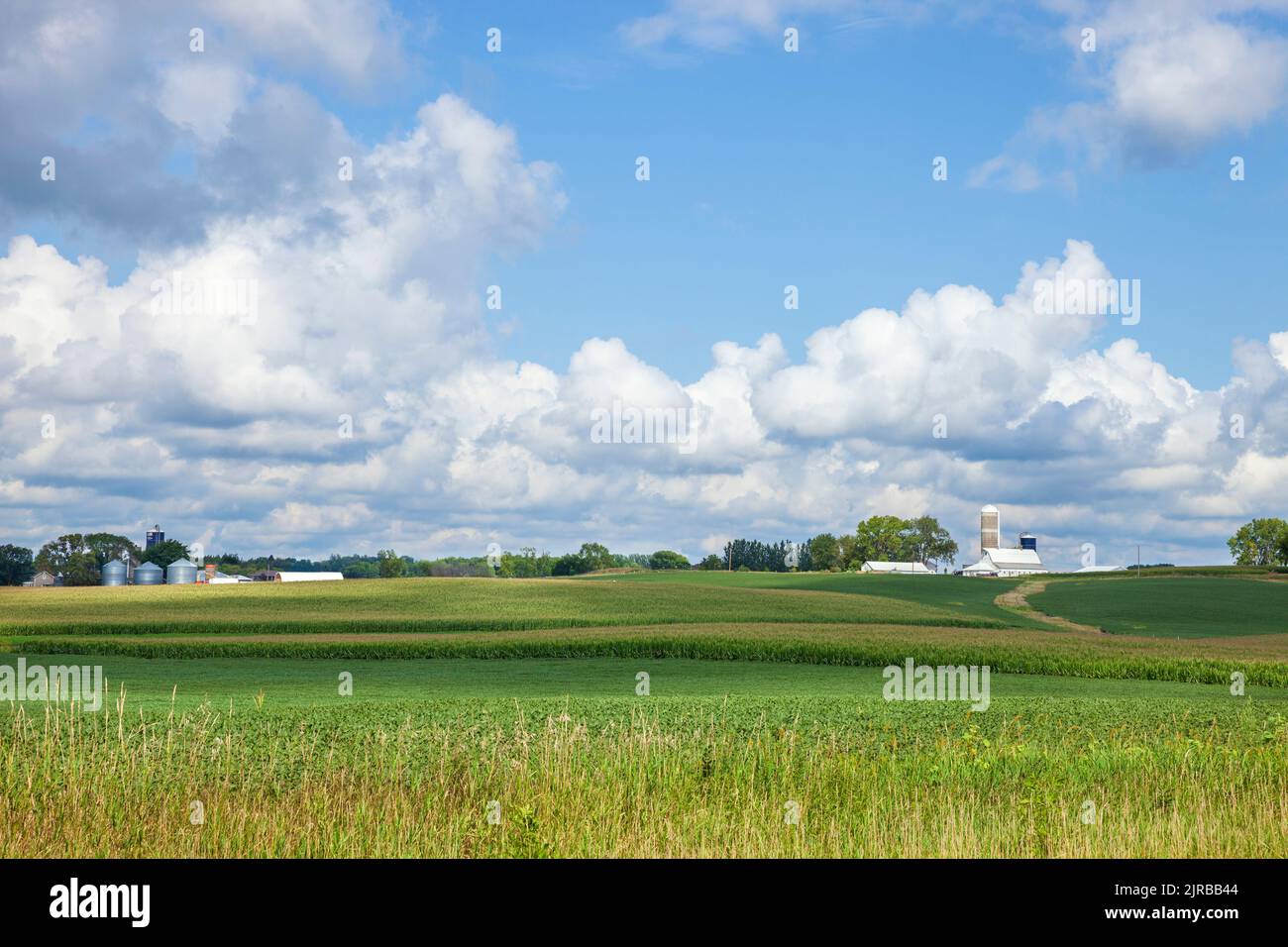 Farmen und Felder von Mais und Sojabohnen an sonnigen Tagen mit Wolken im Spätsommer im Mittleren Westen Stockfoto