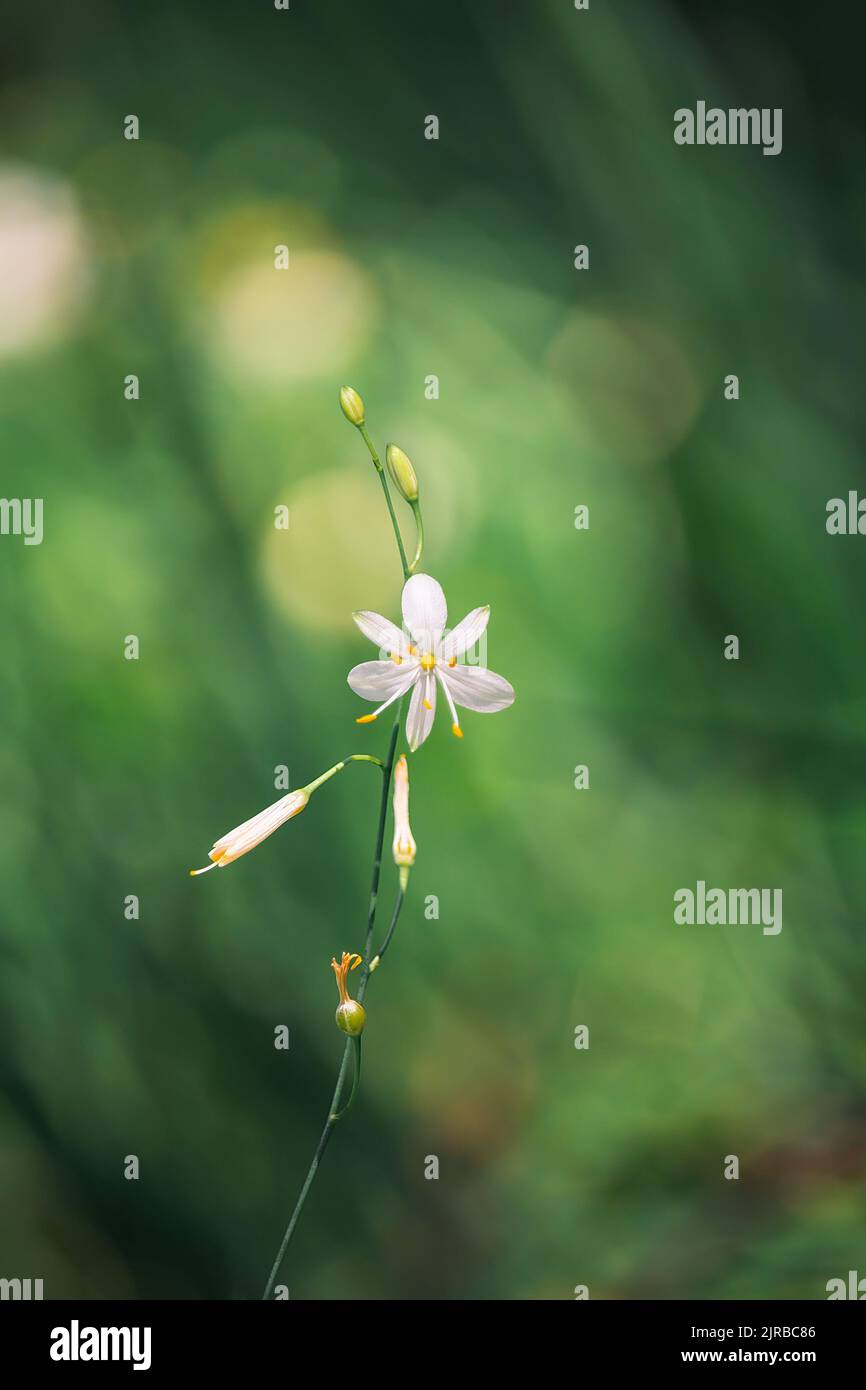 Feld Mausohr, Cerastinum arvense Pflanze mit verblendtem Hintergrund. Wilde Blume getönten Foto Hintergrund Stockfoto