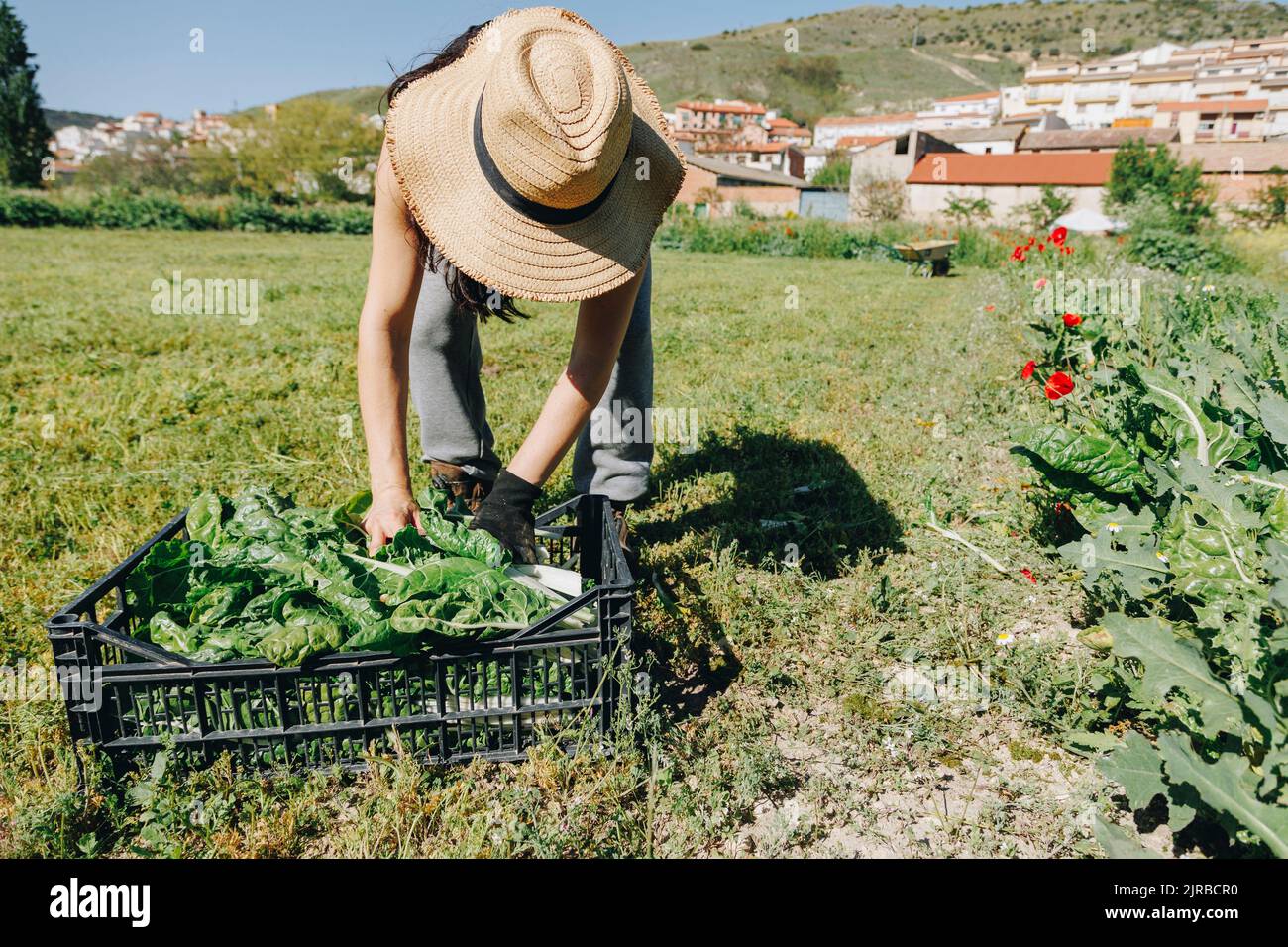 Arbeiter mit Hut, der Blattgemüse in der Kiste auf dem Feld untersucht Stockfoto