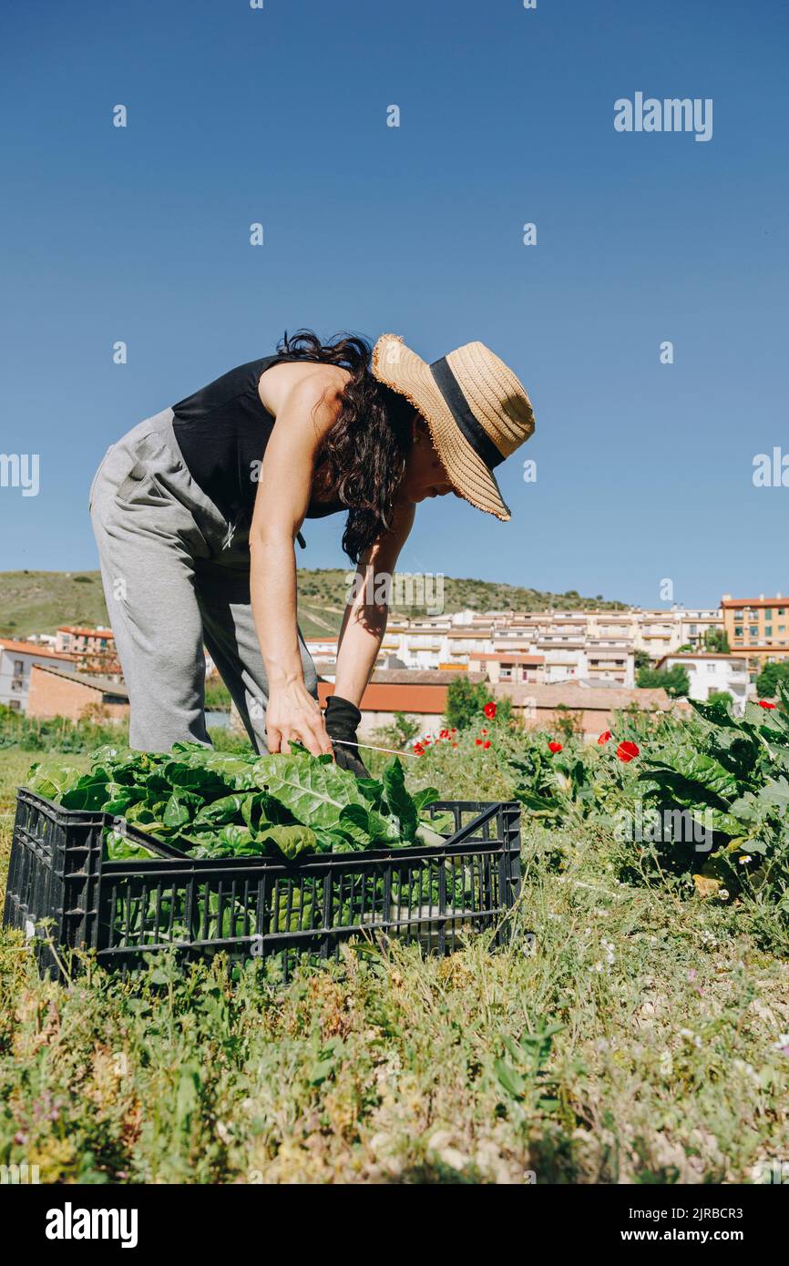 Reifer Landwirt, der auf dem Feld mit einer Kiste Blattgemüse arbeitet Stockfoto