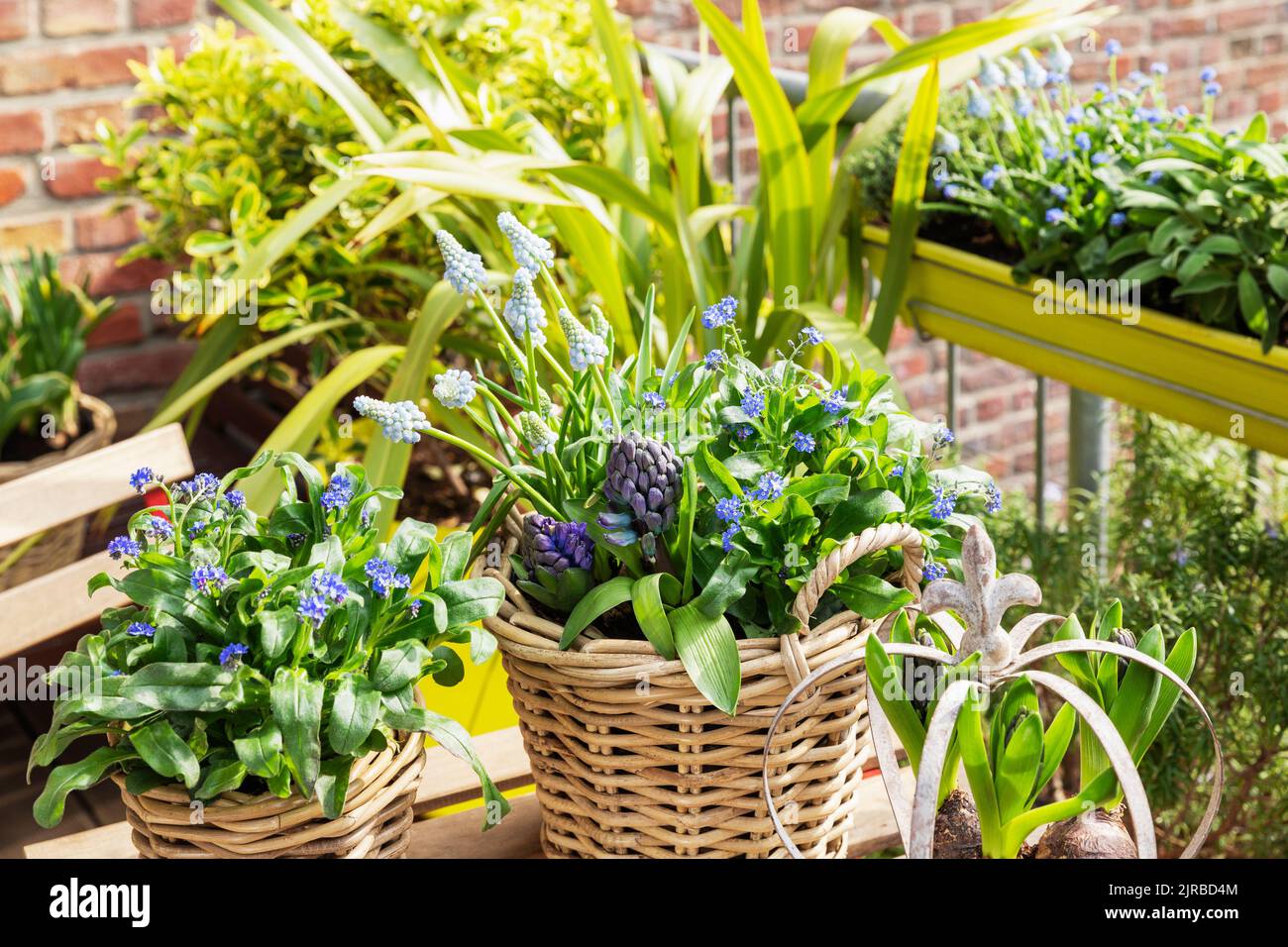 Frühlingsblumen, die im Balkongarten angebaut werden Stockfoto