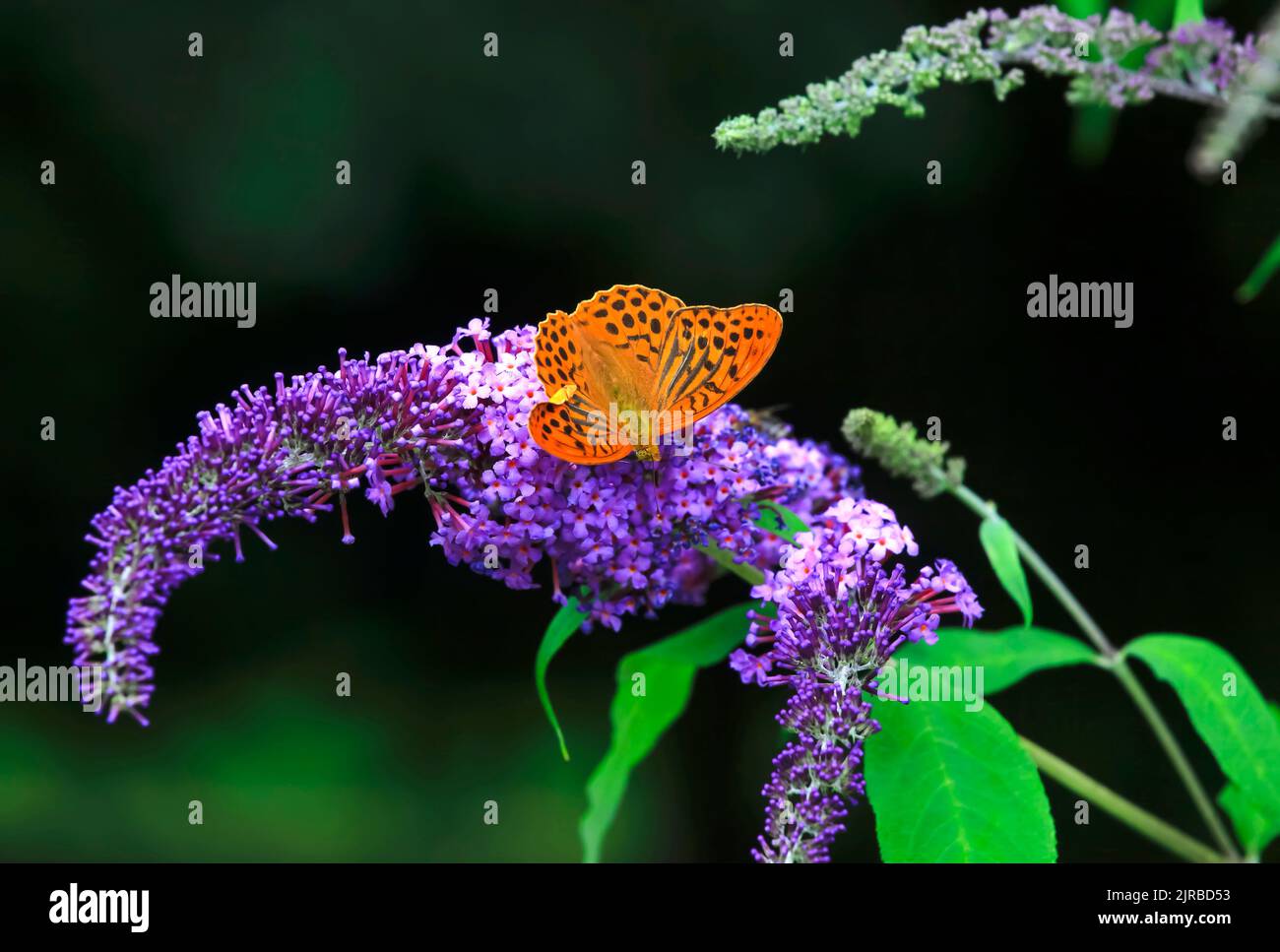 Silbergewaschene Fritilläre (Argynnis paphia), die auf lila blühenden Blüten ragen Stockfoto