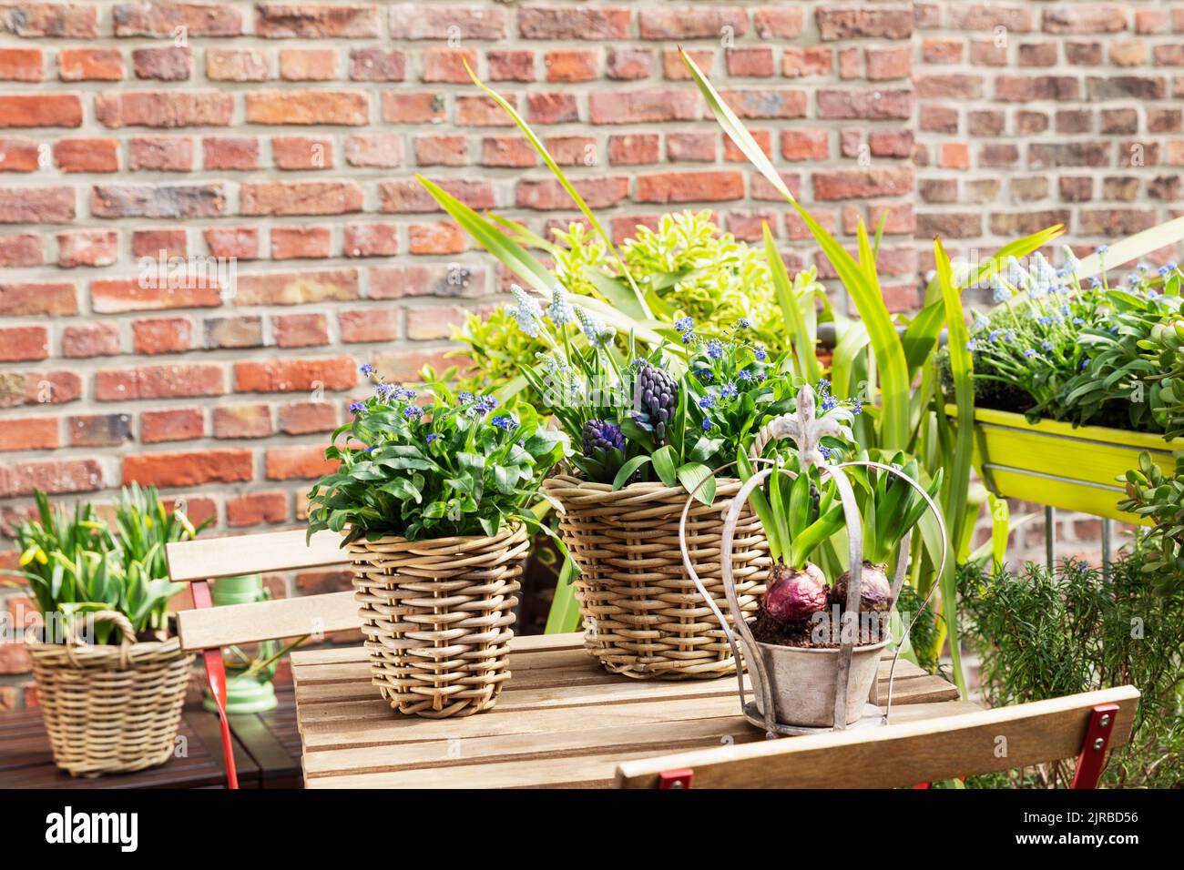 Frühlingsblumen, die im Balkongarten angebaut werden Stockfoto