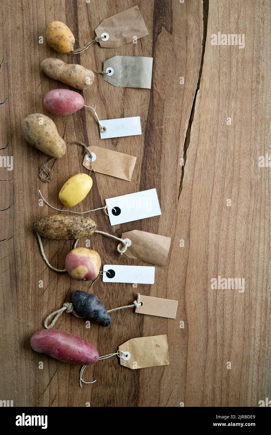 Studioaufnahme von verschiedenen Sorten von beschrifteten Kartoffeln flach vor Holzhintergrund gelegt Stockfoto