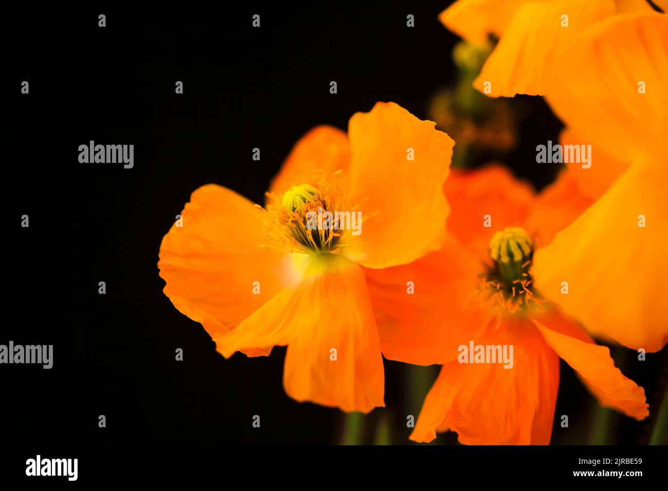 Köpfe von leuchtend orange blühenden Mohnblumen Stockfoto