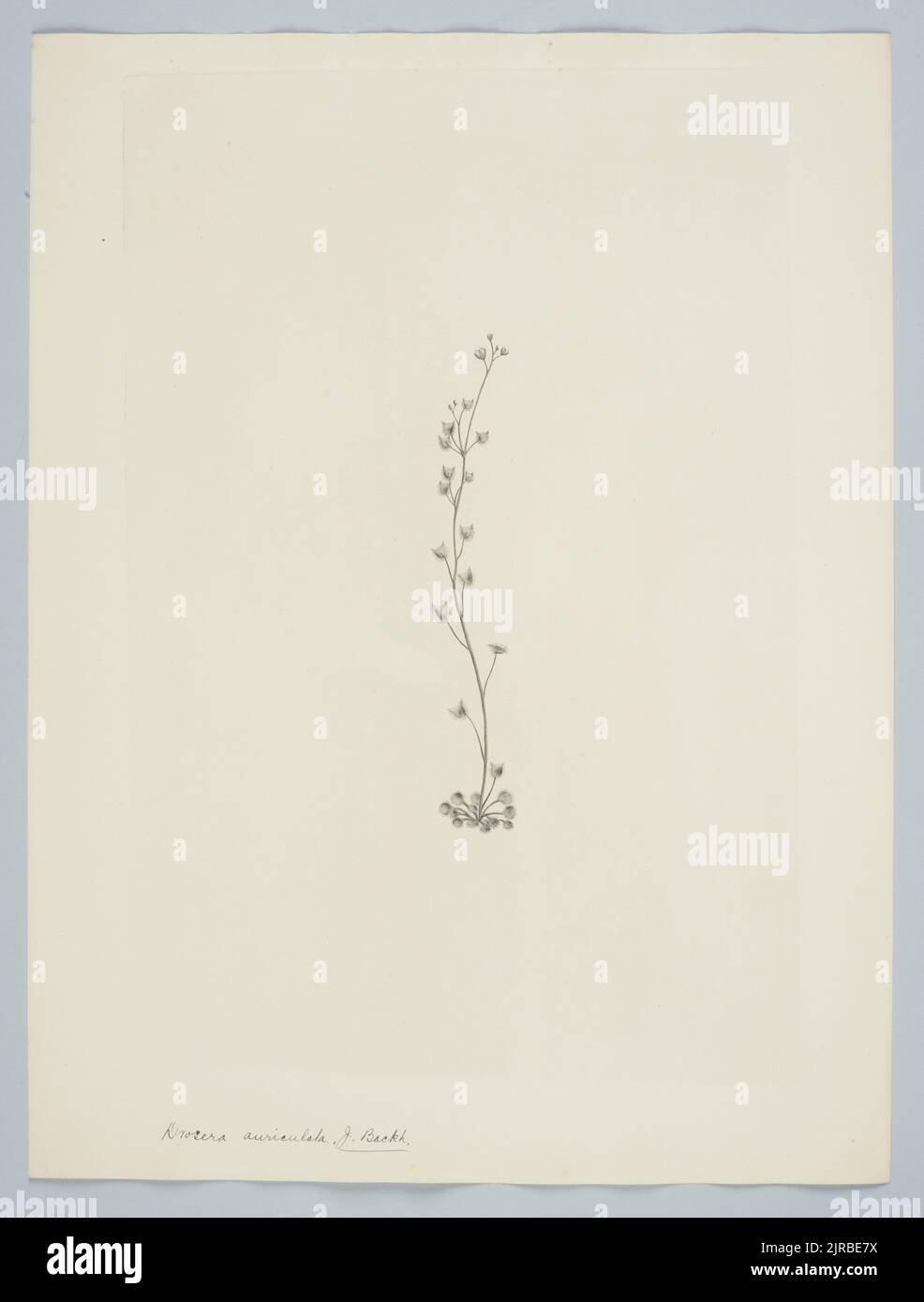 Drosera peltata Thunberg subsp. Auriculata (Backhouse ex Planchon) Conn, 1895, Großbritannien, von Sydney Parkinson. Schenkung des British Museum, 1895. Stockfoto