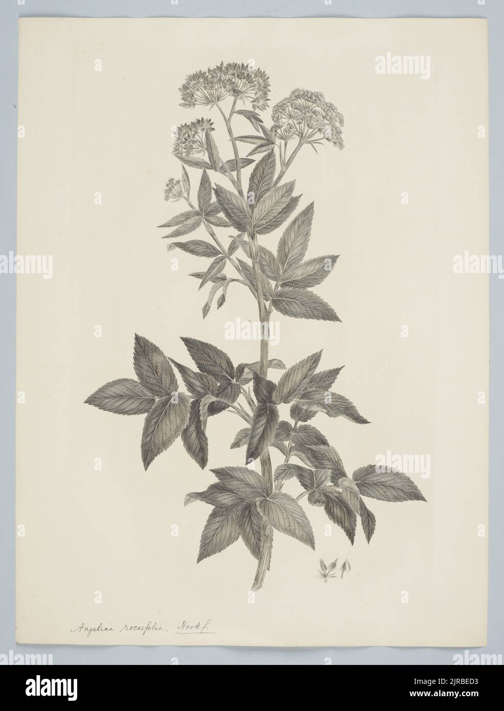 Scandia rosaefolia (Hooker) Dawson, 1895, Großbritannien, von Sydney Parkinson. Schenkung des British Museum, 1895. Stockfoto