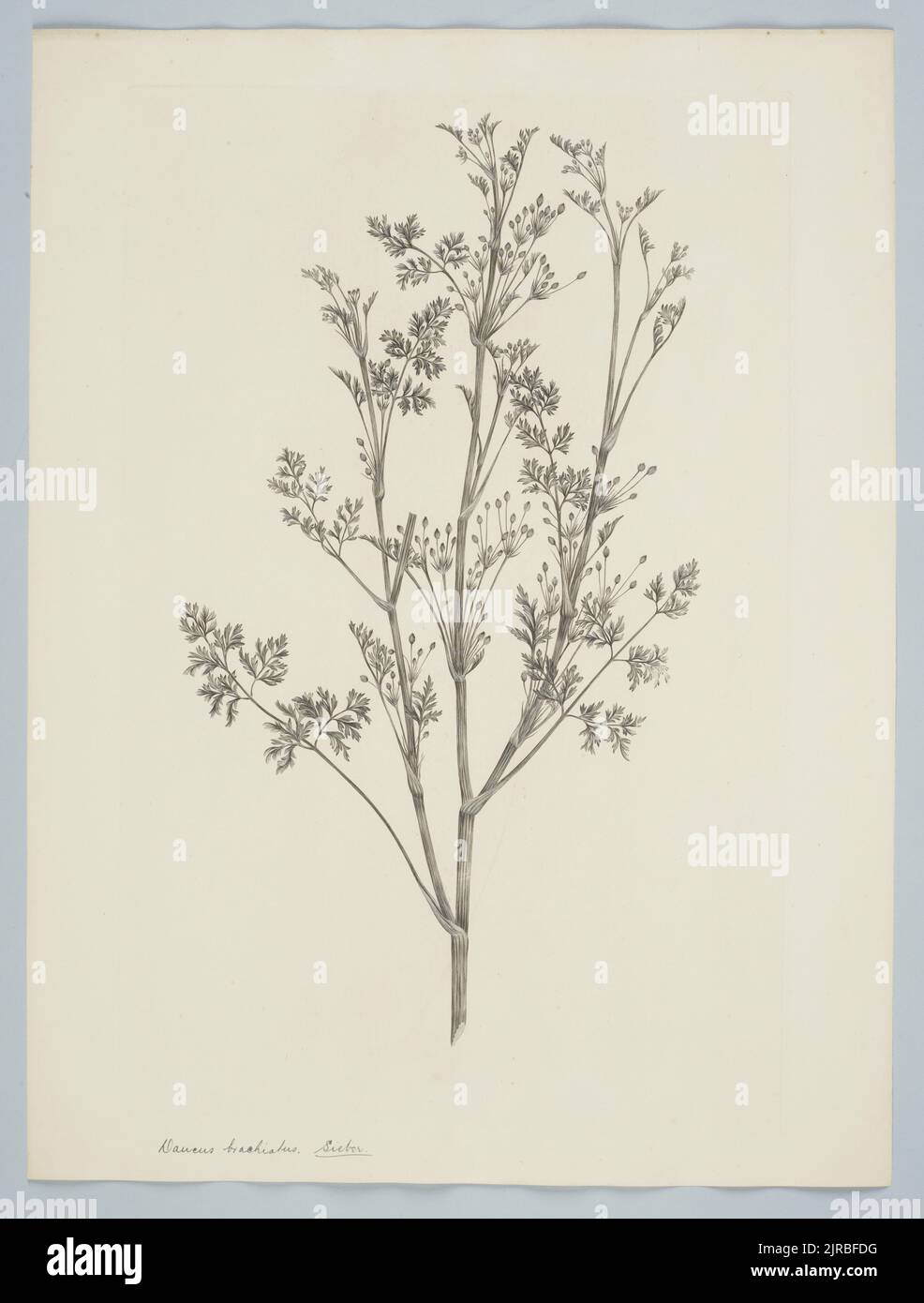 Daucus glochidiatus (Labillardiere) Fischer & C. Meyer in Fischer, C. Meyer & Ave-Lallemont, 1895, Großbritannien, von Sydney Parkinson. Schenkung des British Museum, 1895. Stockfoto