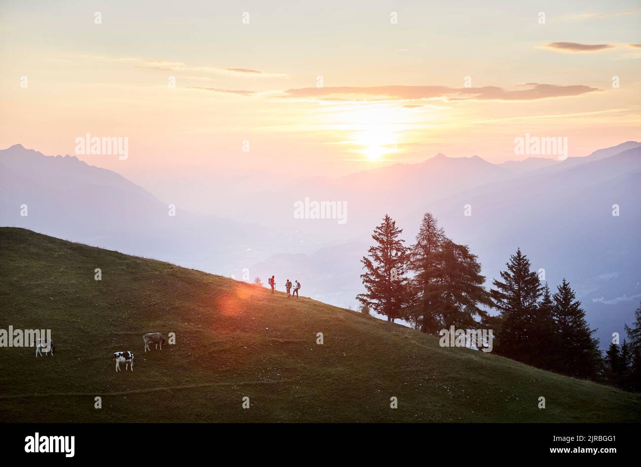 Wanderer und Rinder am Berg bei Sonnenaufgang, Mutters, Tirol, Österreich Stockfoto