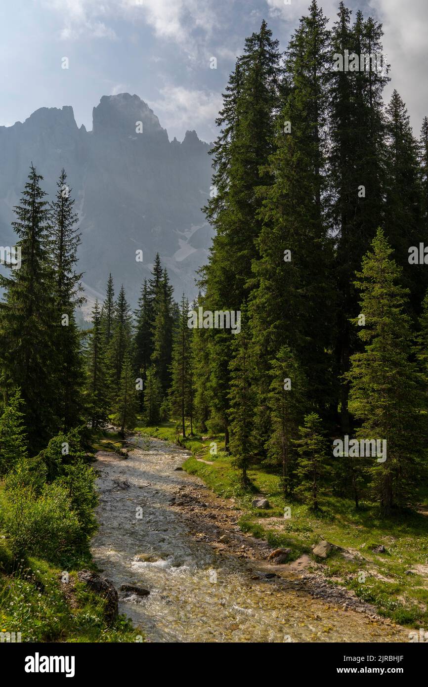 Bach inmitten von Bäumen im Park Pale di San Martino, Trentino, Italien Stockfoto