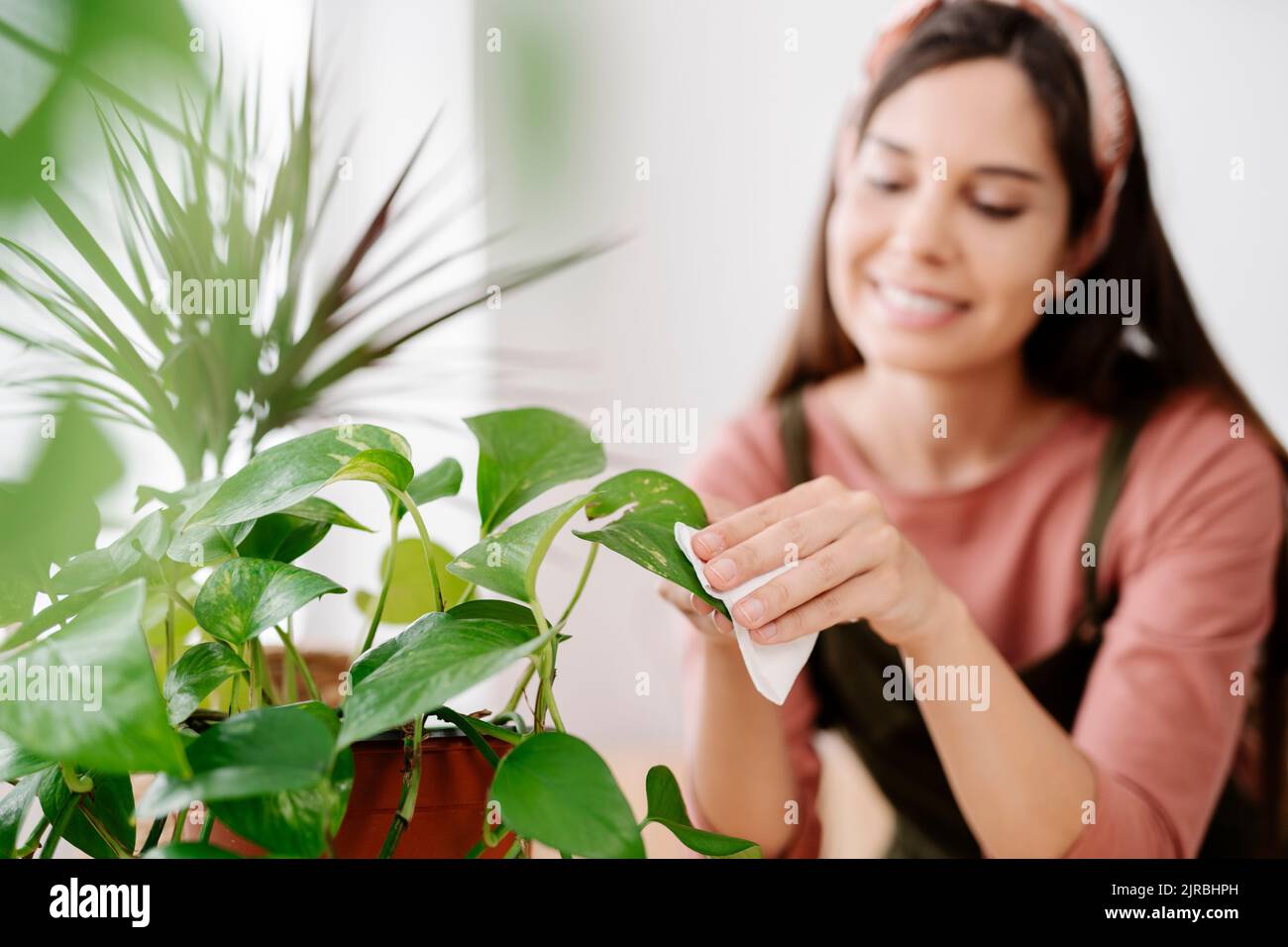 Lächelnde Frau, die zu Hause das Blatt der Zimmerpflanze putzt Stockfoto