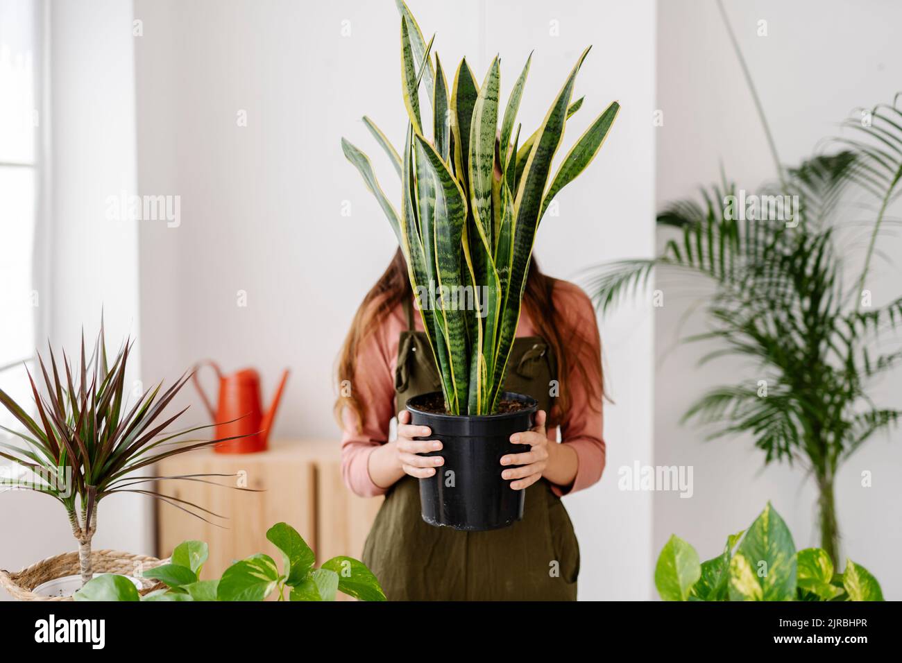 Frau, die zu Hause das Gesicht mit Topfpflanzen bedeckt Stockfoto