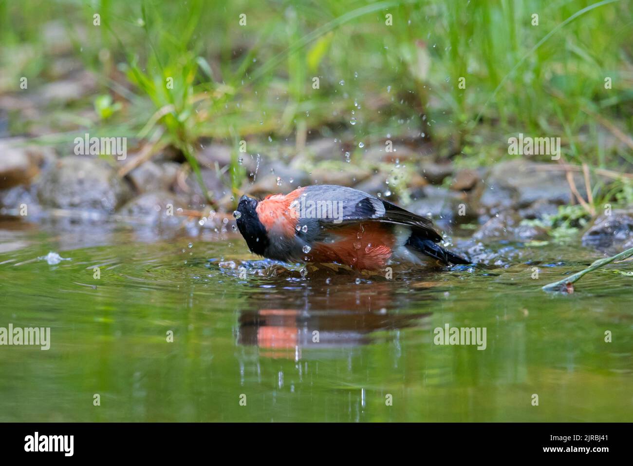 Eurasischer Gimpel / gewöhnlicher Gimpel (Pyrrhula pyrrhula) Männchen, das im Wasser aus dem Teich/Bach badet und spritzt Stockfoto