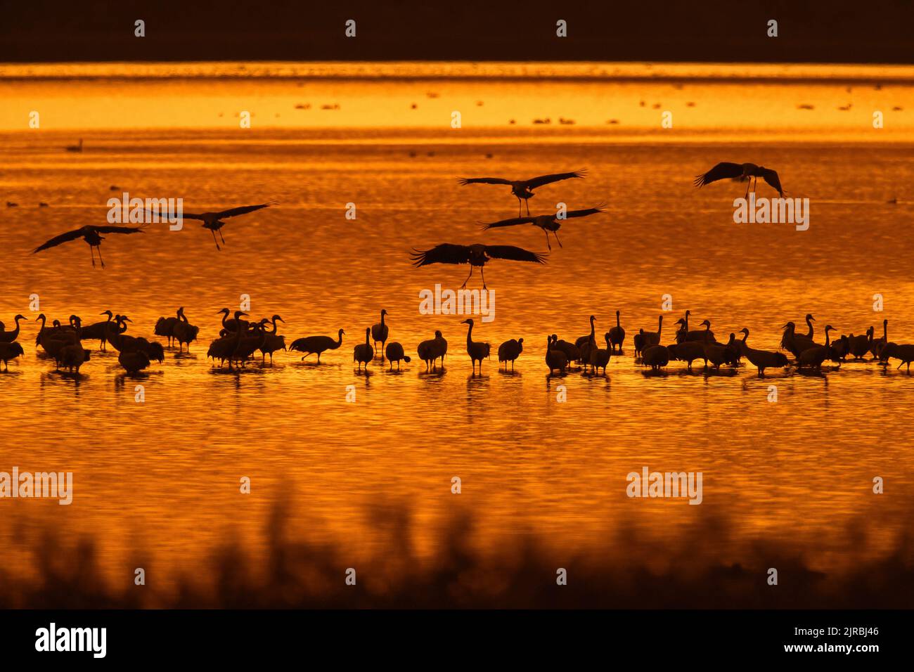 Schar von gewöhnlichen Kranichen / eurasische Kranichgruppe (Grus grus), die sich in seichtem Wasser am Roosting-Standort versammelt, bei Sonnenuntergang im Herbst/Herbst silhouettiert Stockfoto