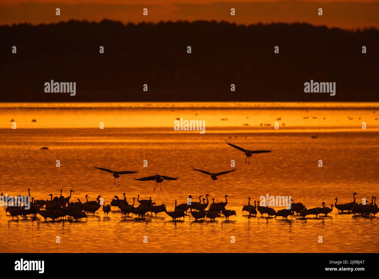 Schar von gewöhnlichen Kranichen / eurasische Kranichgruppe (Grus grus), die sich in seichtem Wasser am Roosting-Standort versammelt, bei Sonnenuntergang im Herbst/Herbst silhouettiert Stockfoto