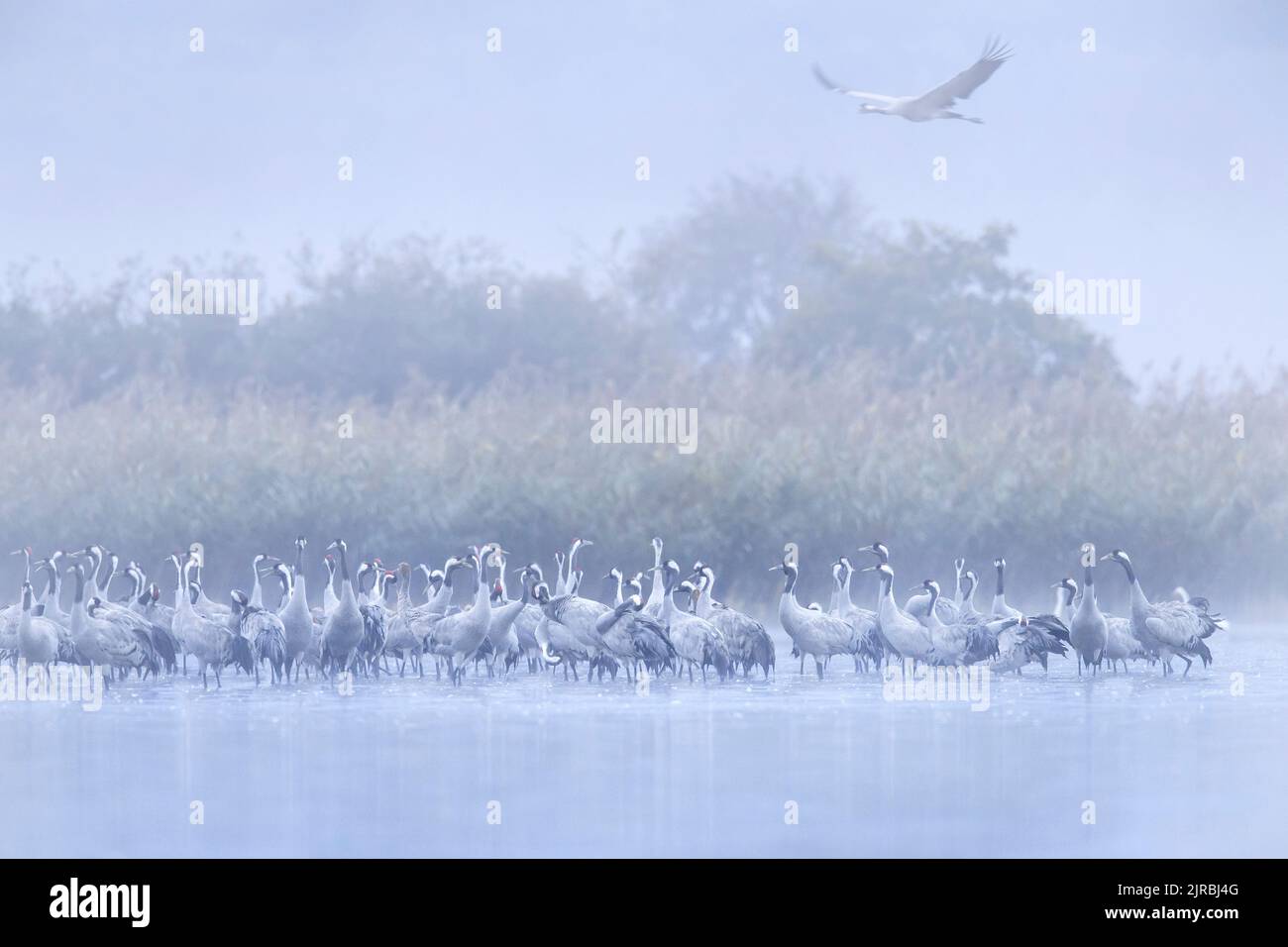 Schar von gewöhnlichen Kranichen / eurasische Kranichgruppe (Grus grus), die im flachen Wasser auf der Roosting-Stelle ruht, bedeckt mit frühmorgendem Nebel im Herbst/Herbst Stockfoto