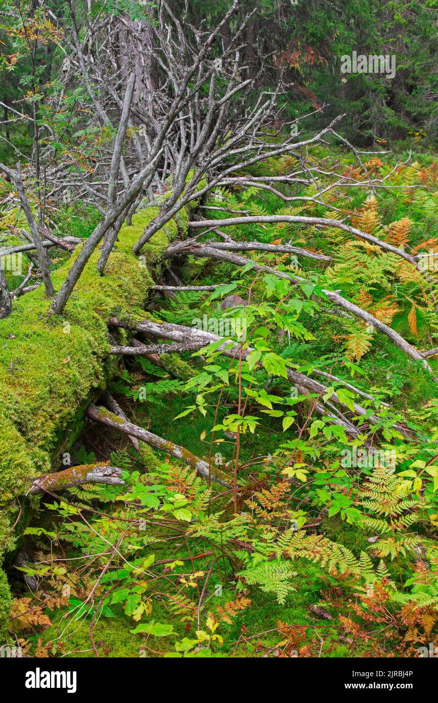 Im Herbst/Herbstwald im Fulufjället-Nationalpark, Dalarna, Schweden, fallen tote Nadelbaumstämme mit Moos und Farnen bedeckt Stockfoto