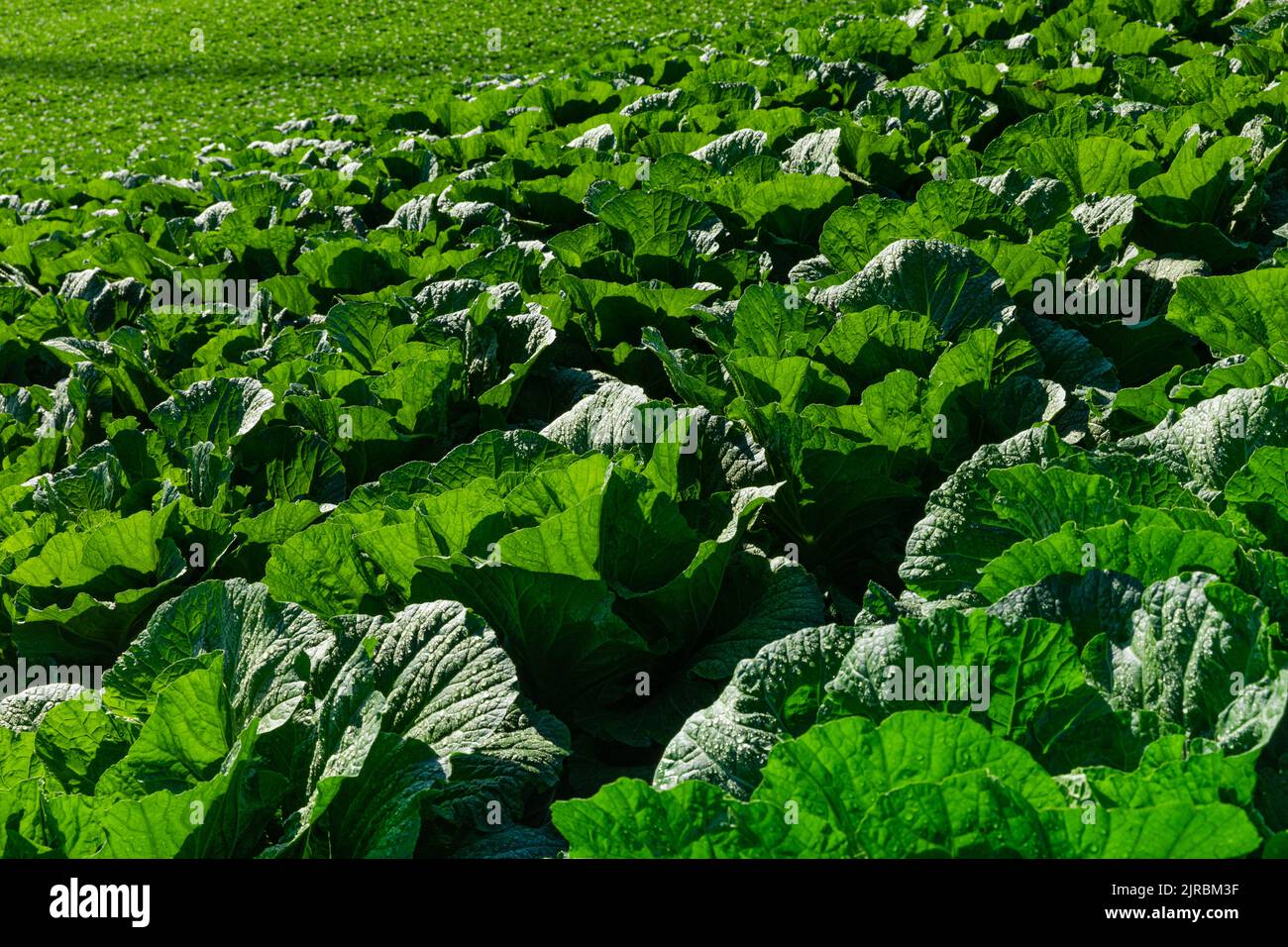 Nahaufnahme von Grüngemüse, die in alpinen Regionen wächst. Taebaek-si, Gangwon-do, Südkorea. Stockfoto